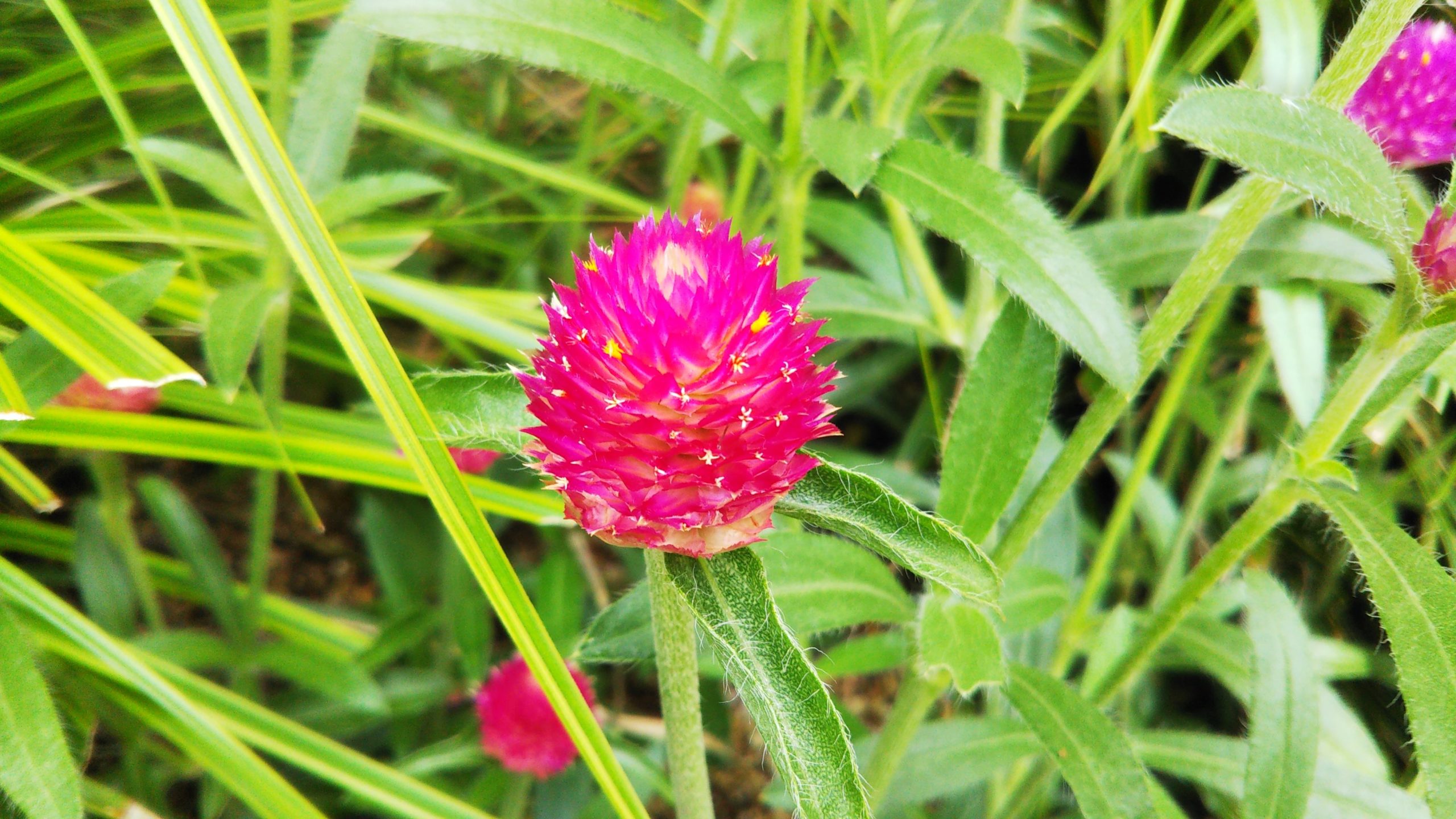 【センニチコウ】赤い苞のスキマから小さな花を咲かせる