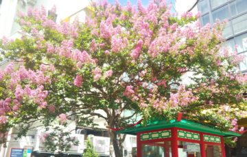 神戸・南京町のサルスベリの木