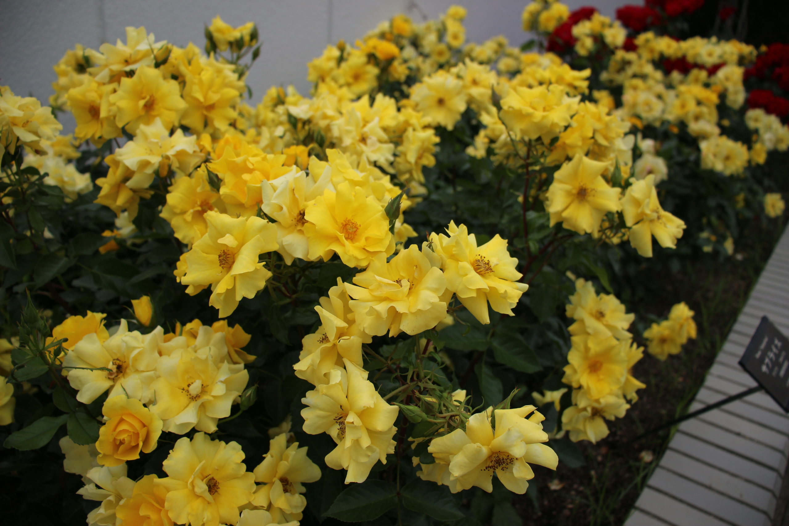 多花性の黄バラ【サプライズ】