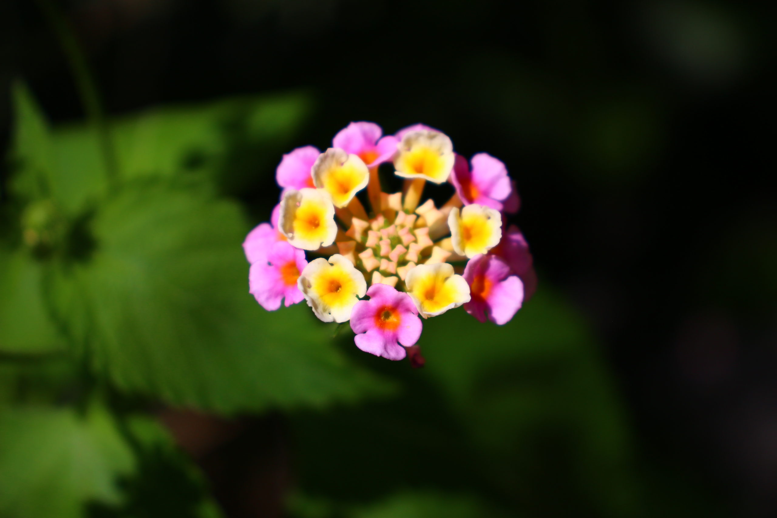 真夏の花といえば 七変化 ランタナ の育て方総チェック 増えすぎ 育ち過ぎに注意 情熱庭園