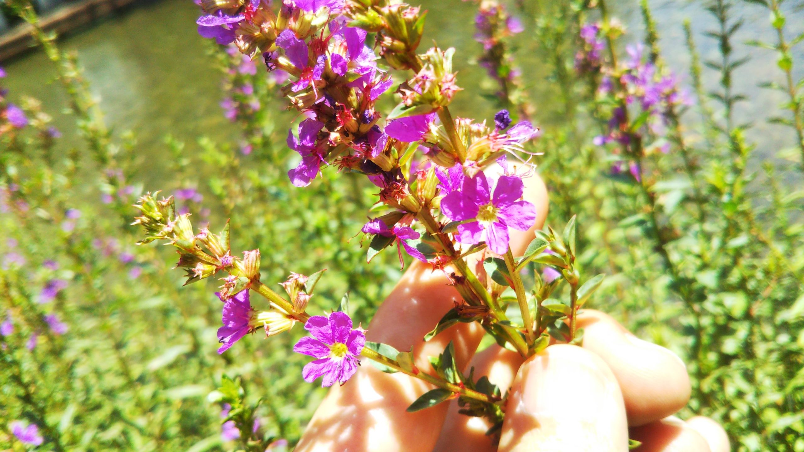 【ミソハギ】赤紫色の小花が次々と咲く