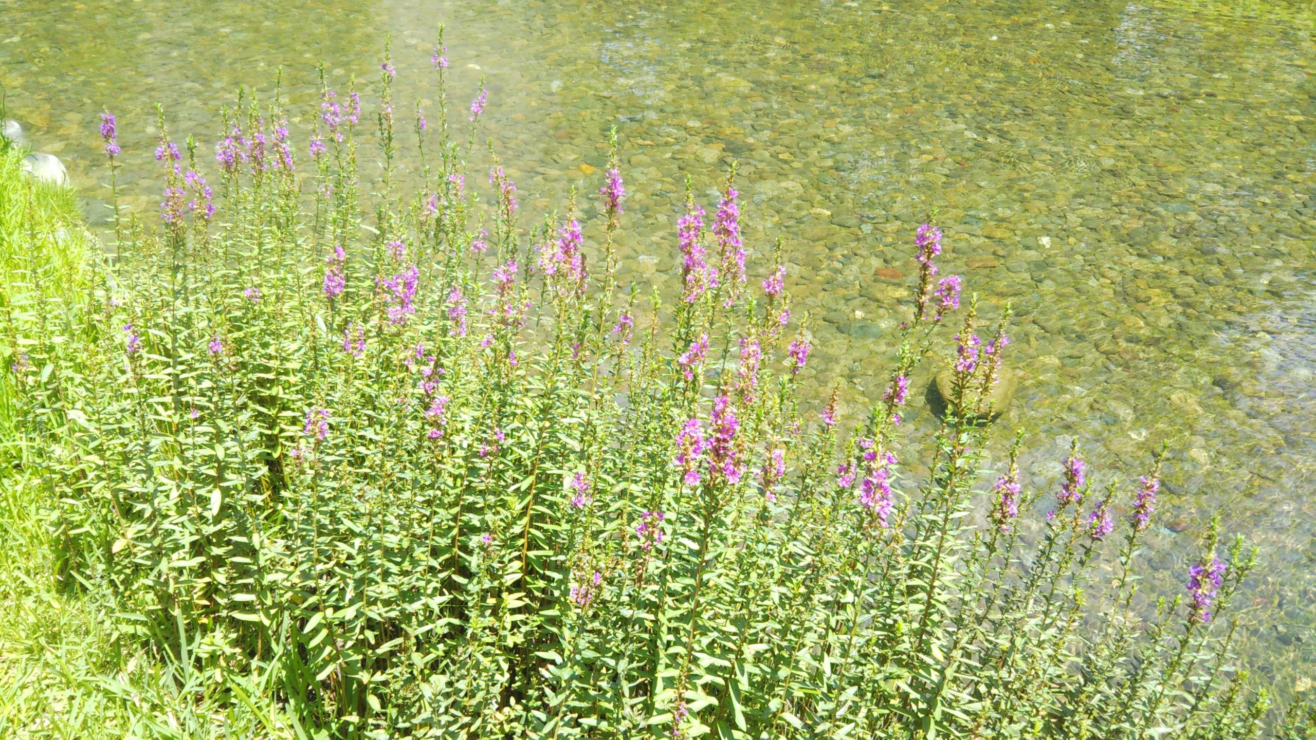 湿地が得意な植物 ミソハギ の育て方 もっと夏のガーデンで活躍できる草花 情熱庭園