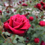 濃厚な紅色のバラ【ノリータ】＠万博記念公園平和のバラ園