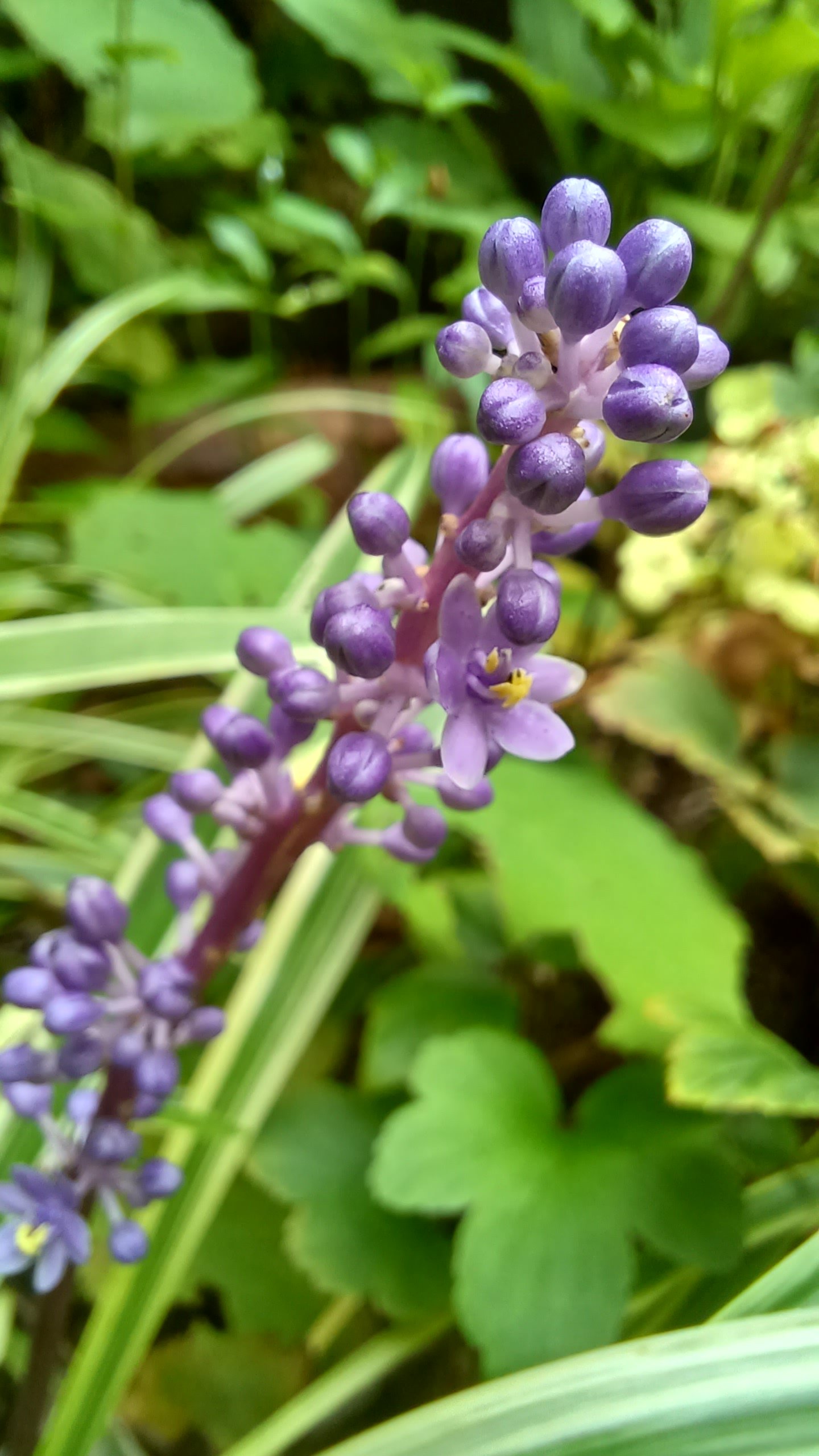 【ヤブラン】小さな紫の蕾が少しづつ花を咲かせる