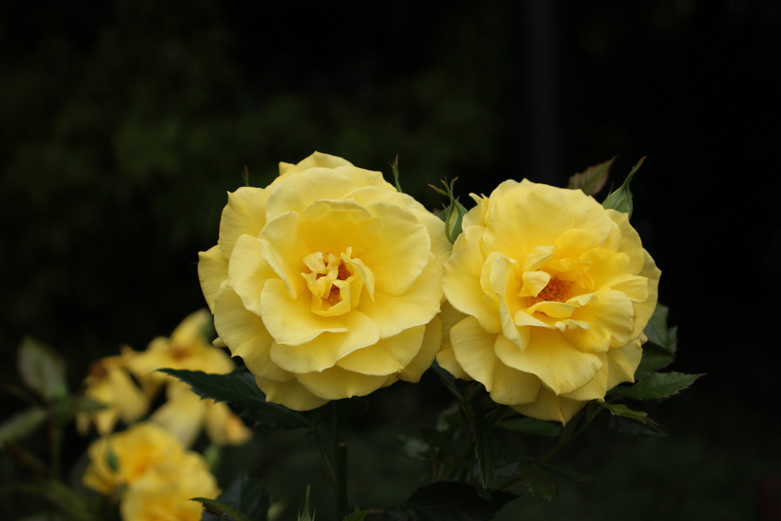 鮮やかな黄色の和バラ【黄金(こがね)】＠長居植物園バラ園