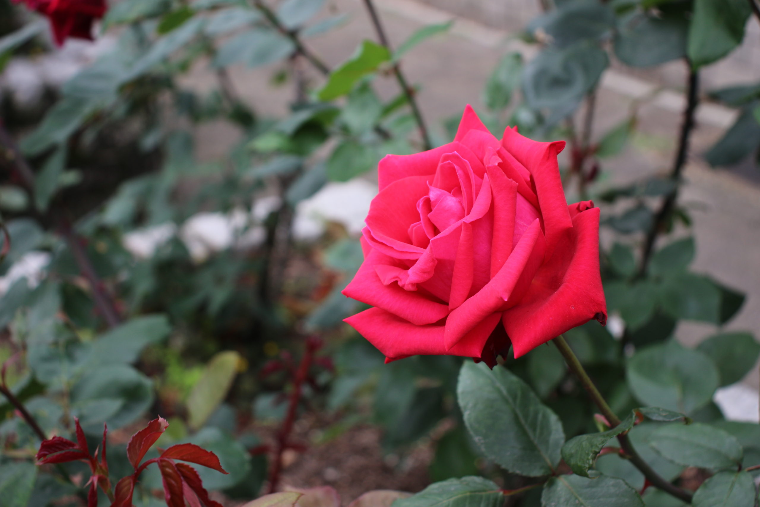 紅バラ【クリスチャンディオール】＠長居植物園バラ園