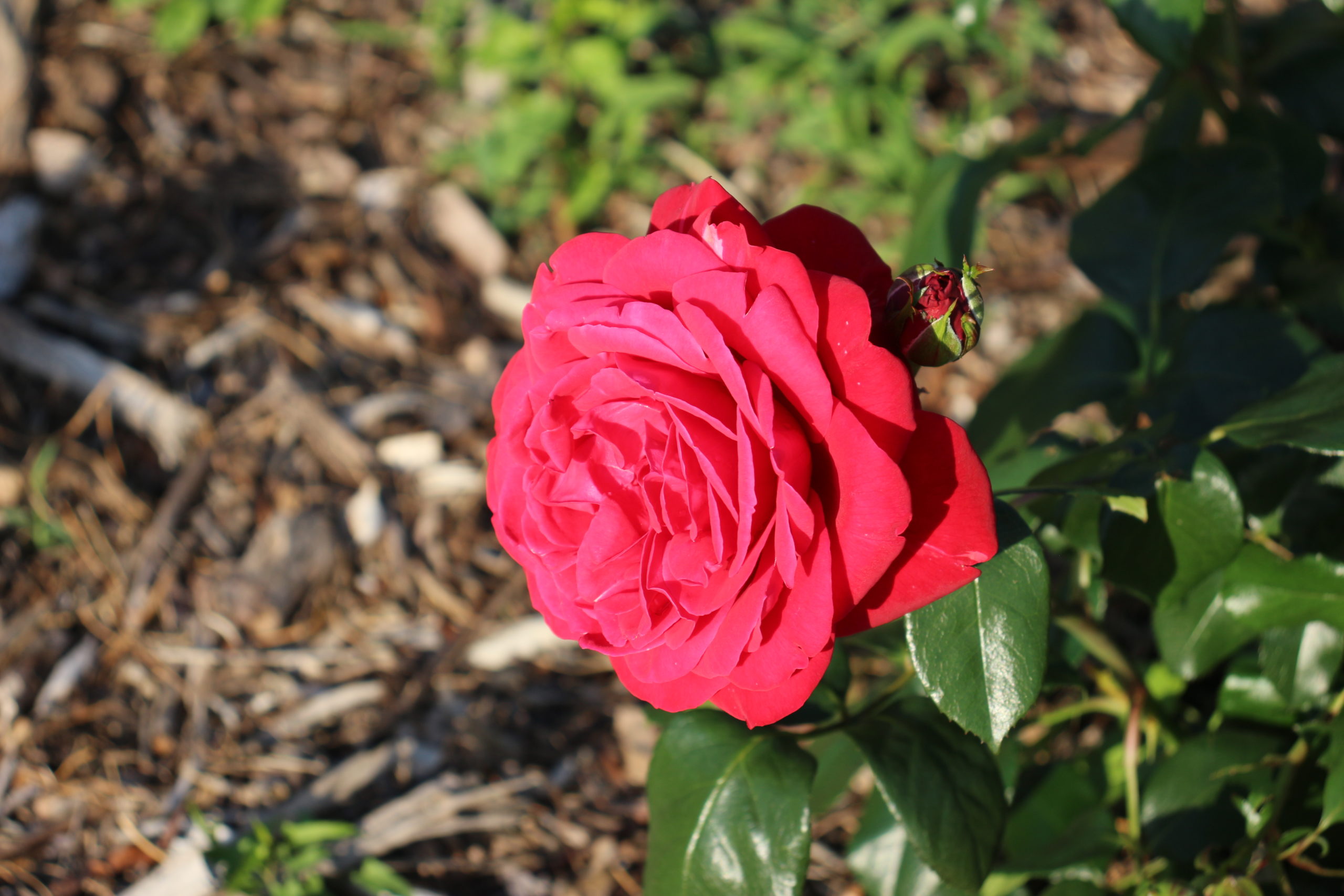 紅バラ【マヨルカ】＠茨木市若園公園バラ園