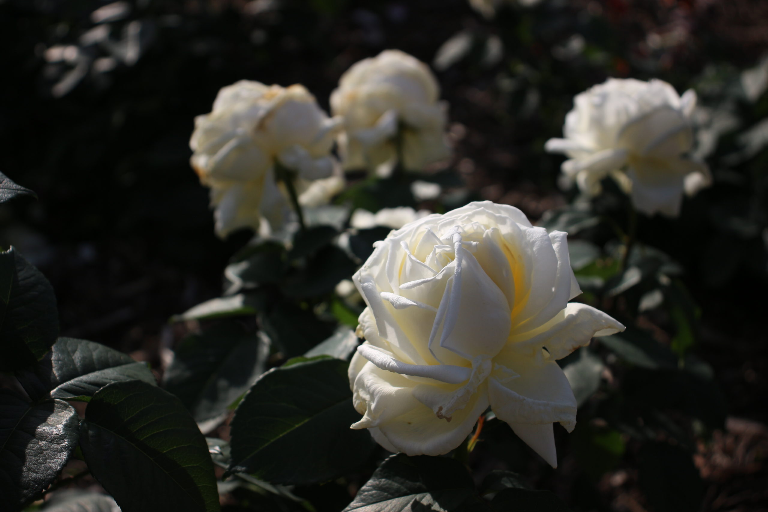 白バラ【ロイヤルプリンセス】＠茨木市若園公園バラ園