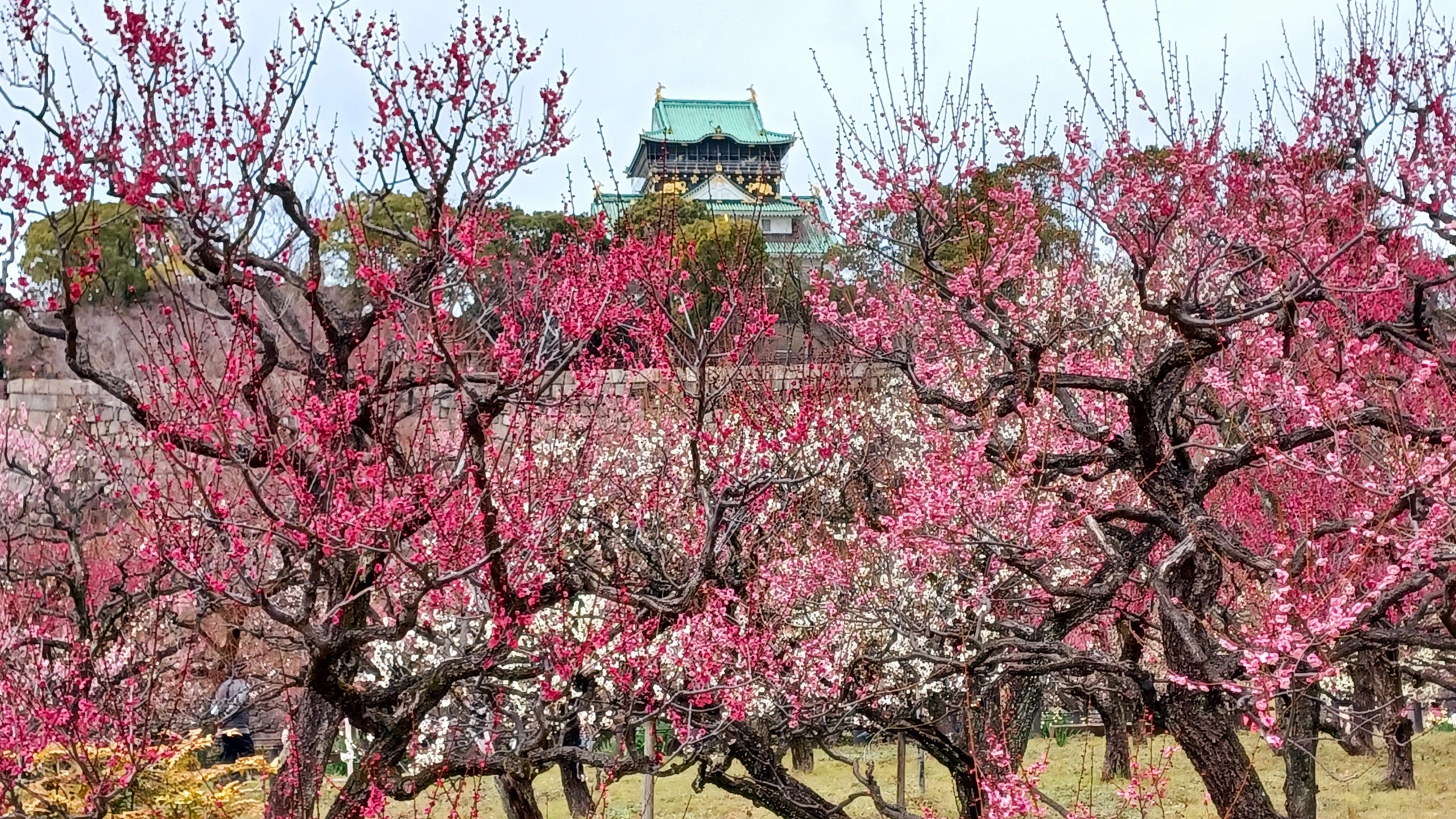 紅梅越しに大阪城を眺める