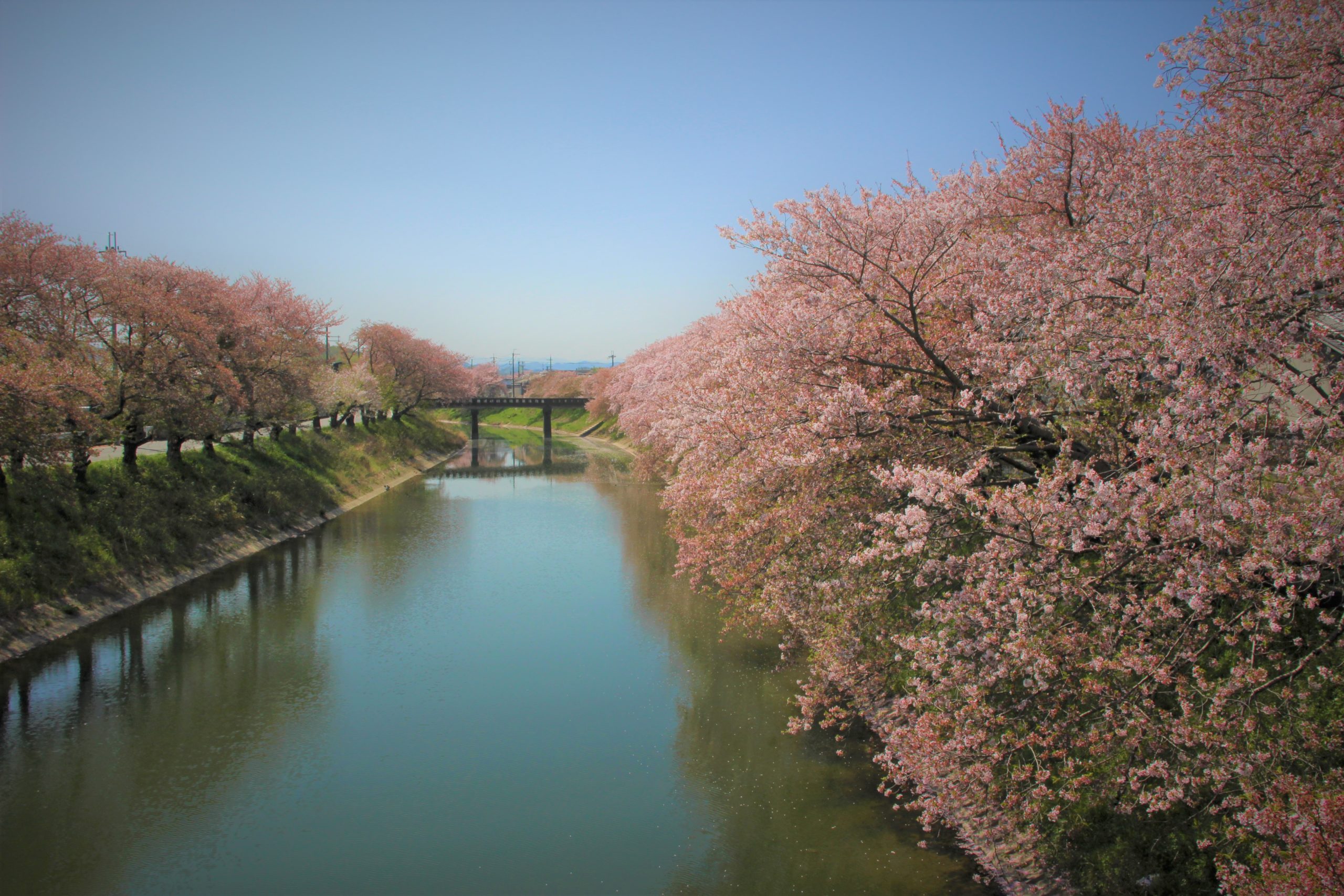 奈良・塚原橋の桜
