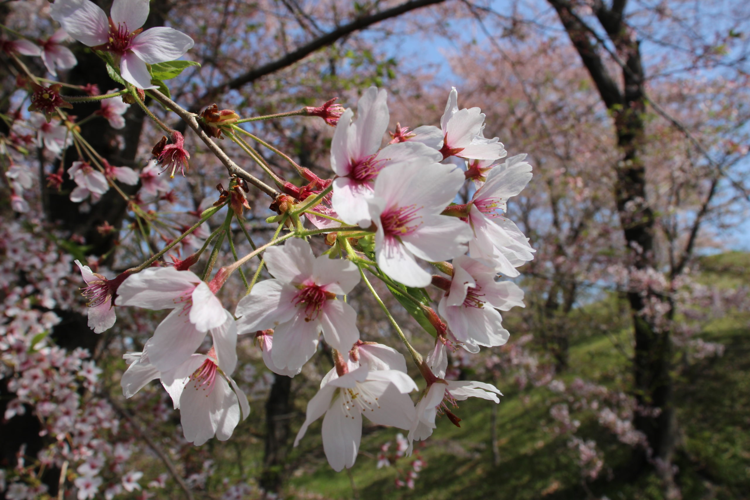 奈良・塚原橋の桜