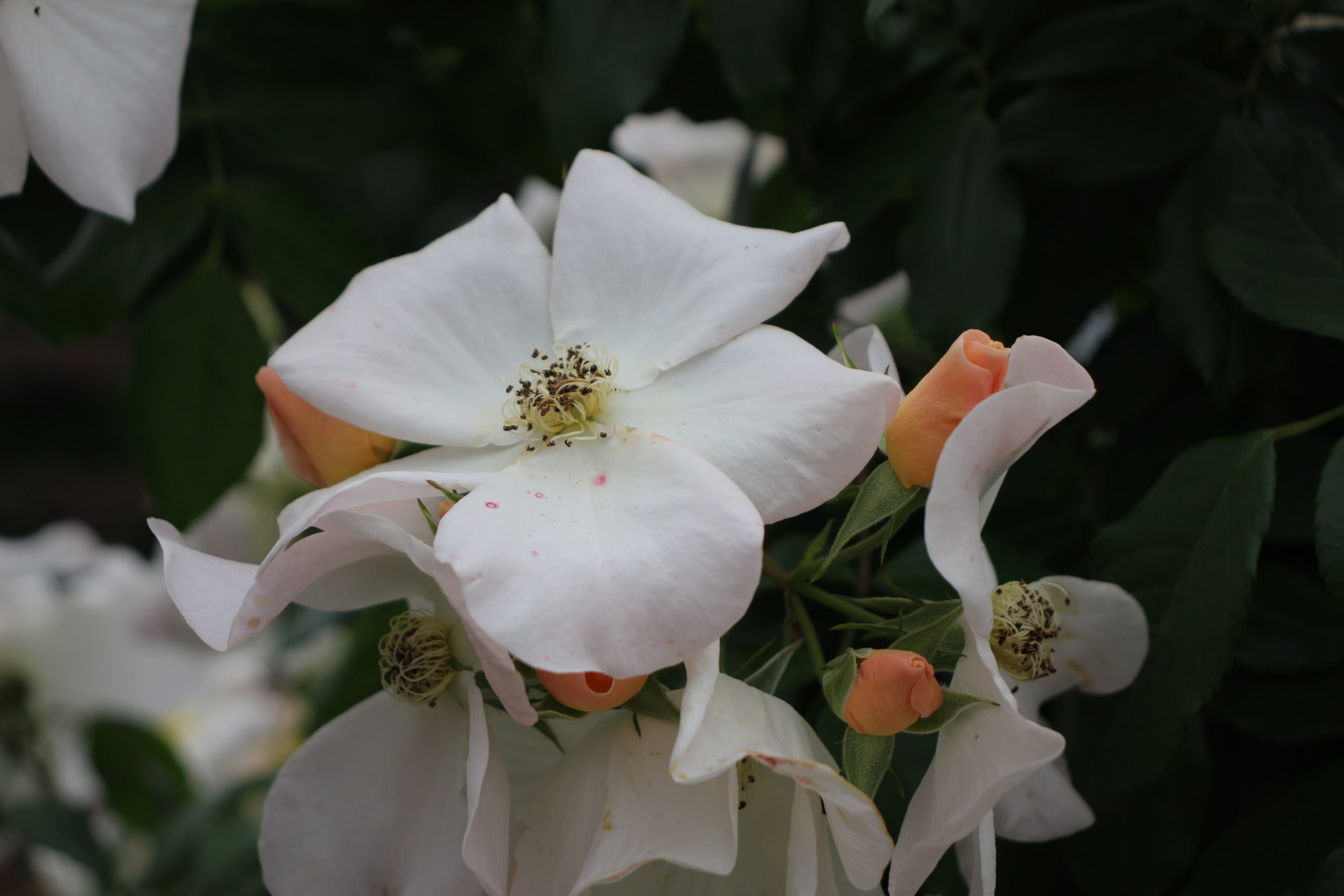 【サリーホームズ】白い花と杏色の蕾が美しい