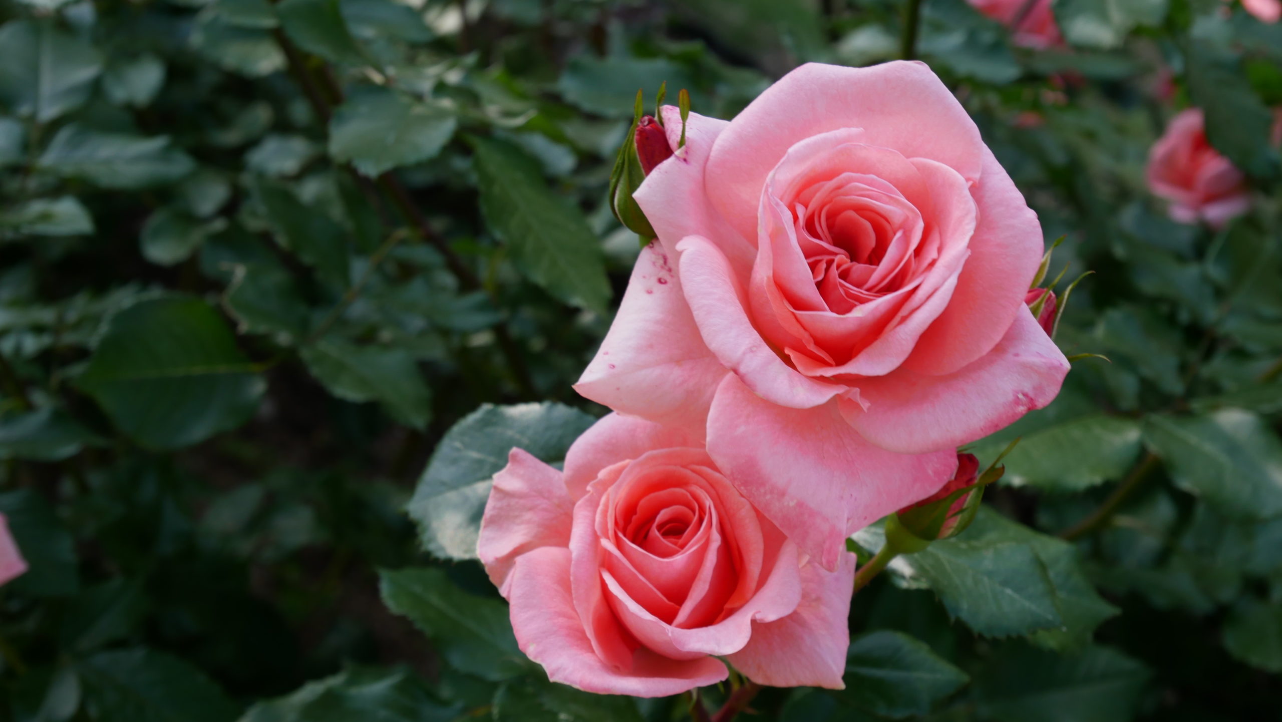 バラ【カリンカ】咲き進むとピンク色が強くなる