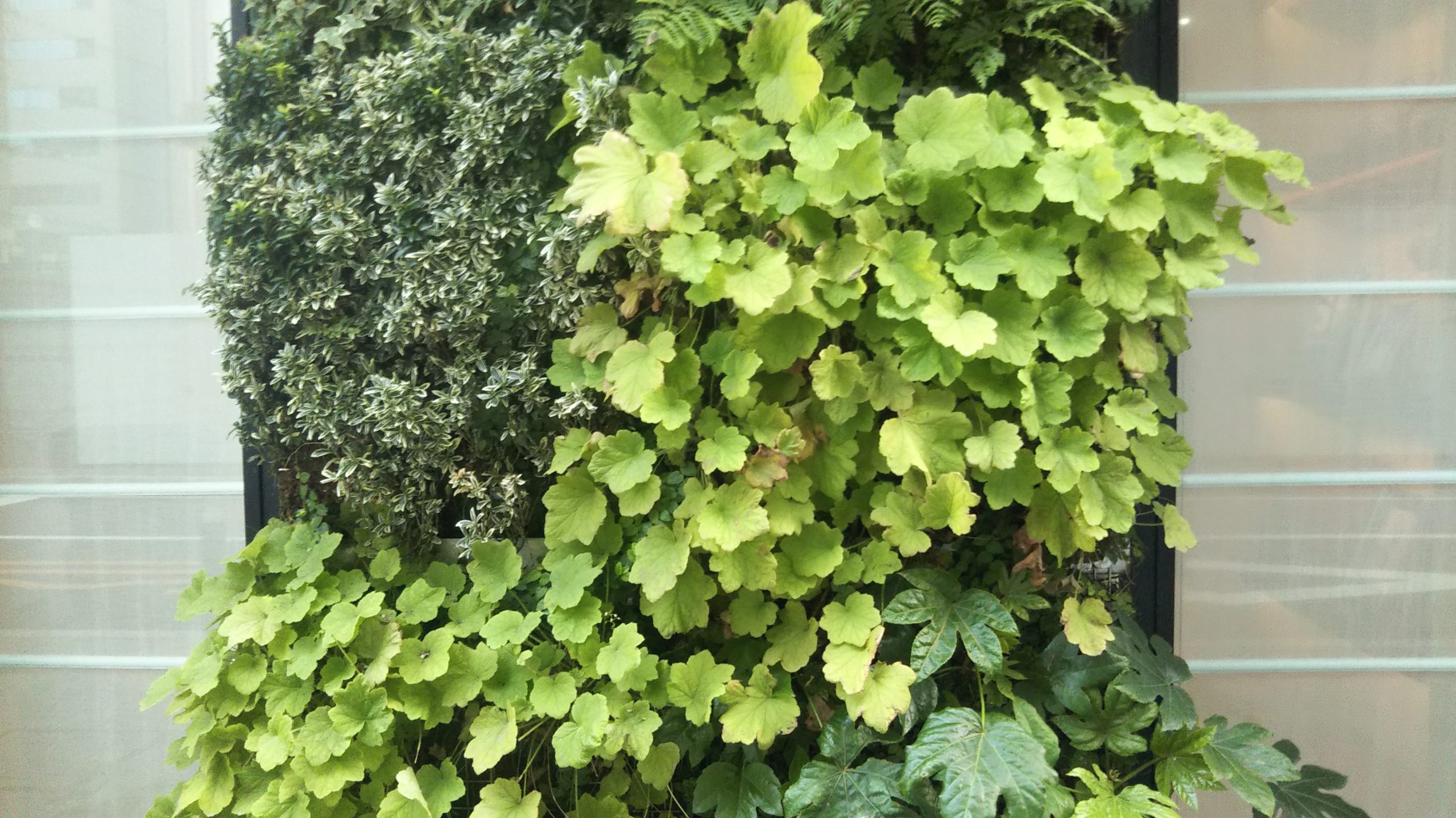 "緑の壁"に植えられたヒューケラ