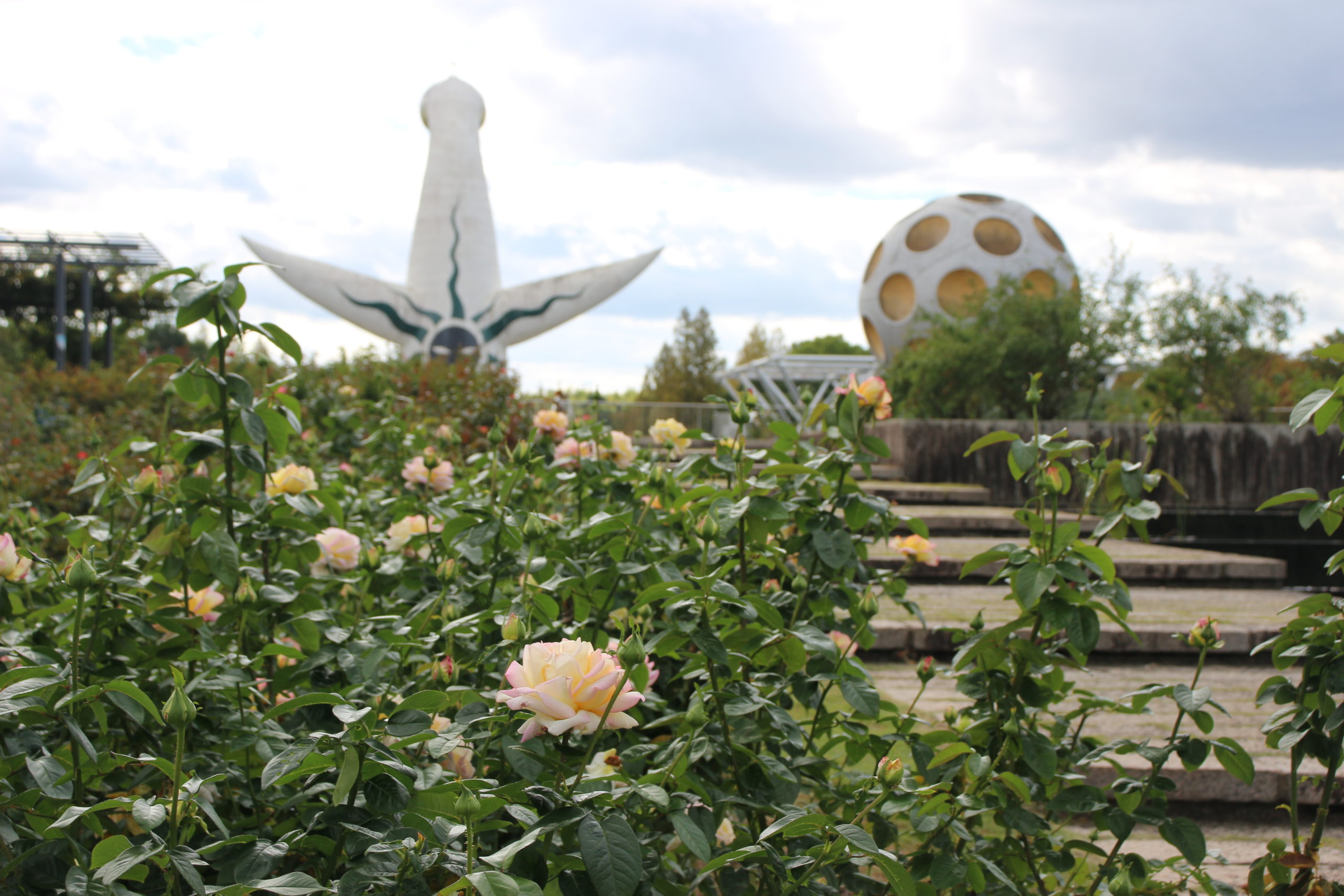 10月のバラ【ピース】＠万博記念公園平和のバラ園