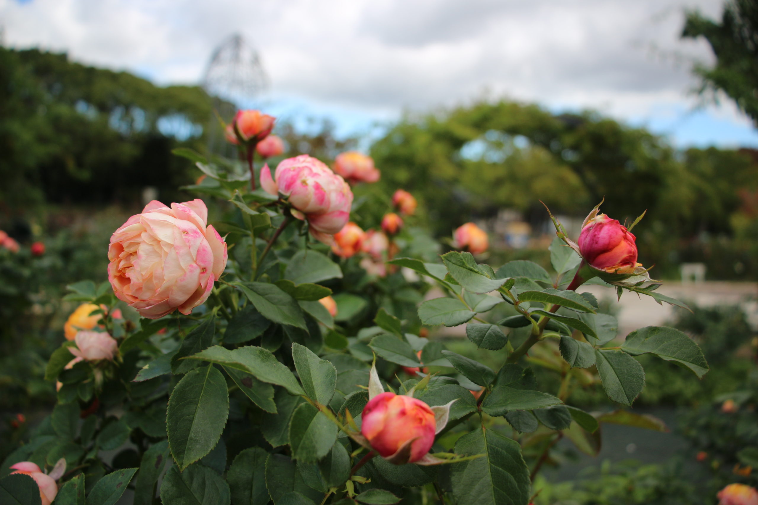 10月のバラ【ベビーロマンティカ】＠万博記念公園平和のバラ園