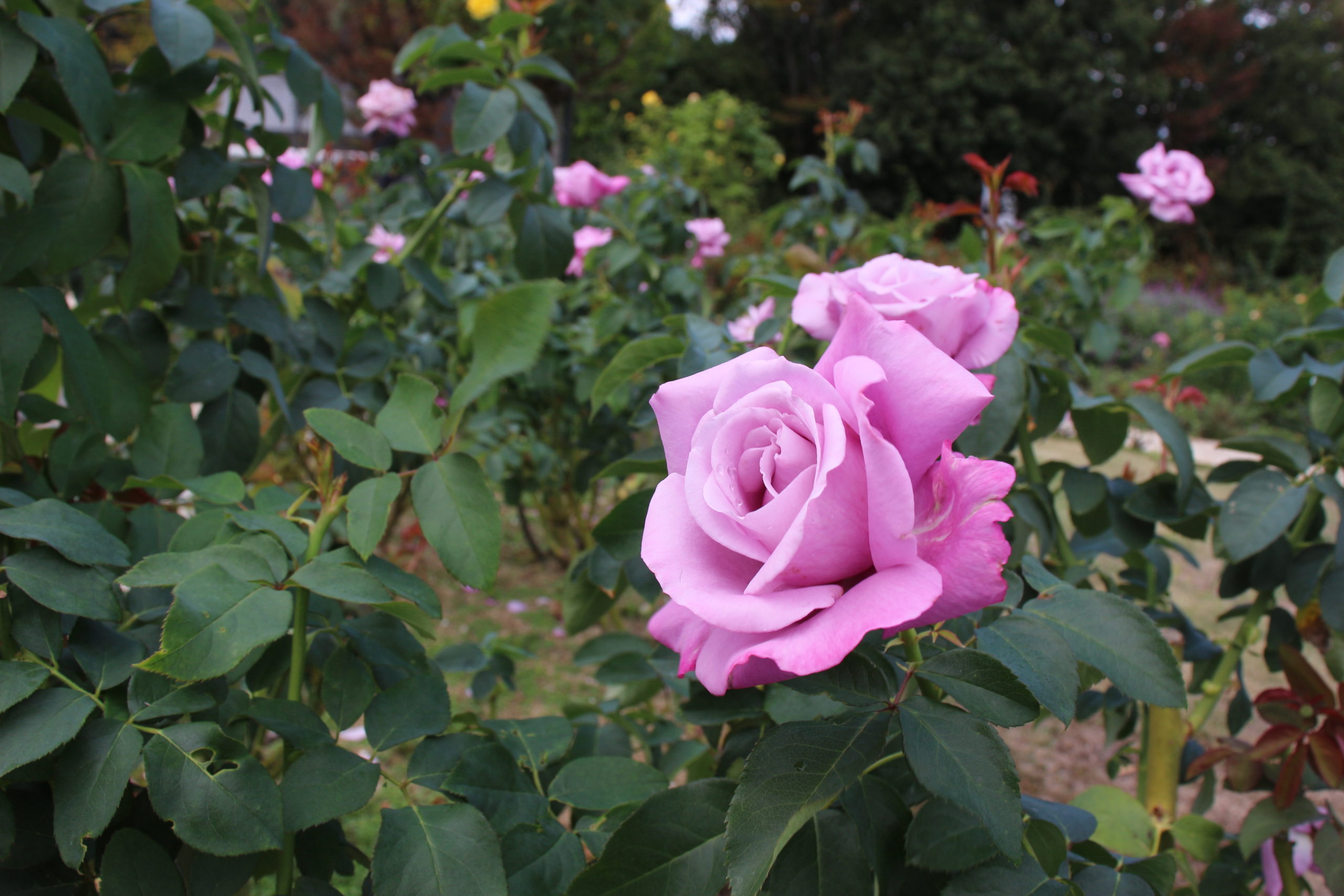 10月のバラ【パープルレイン】＠万博記念公園平和のバラ園