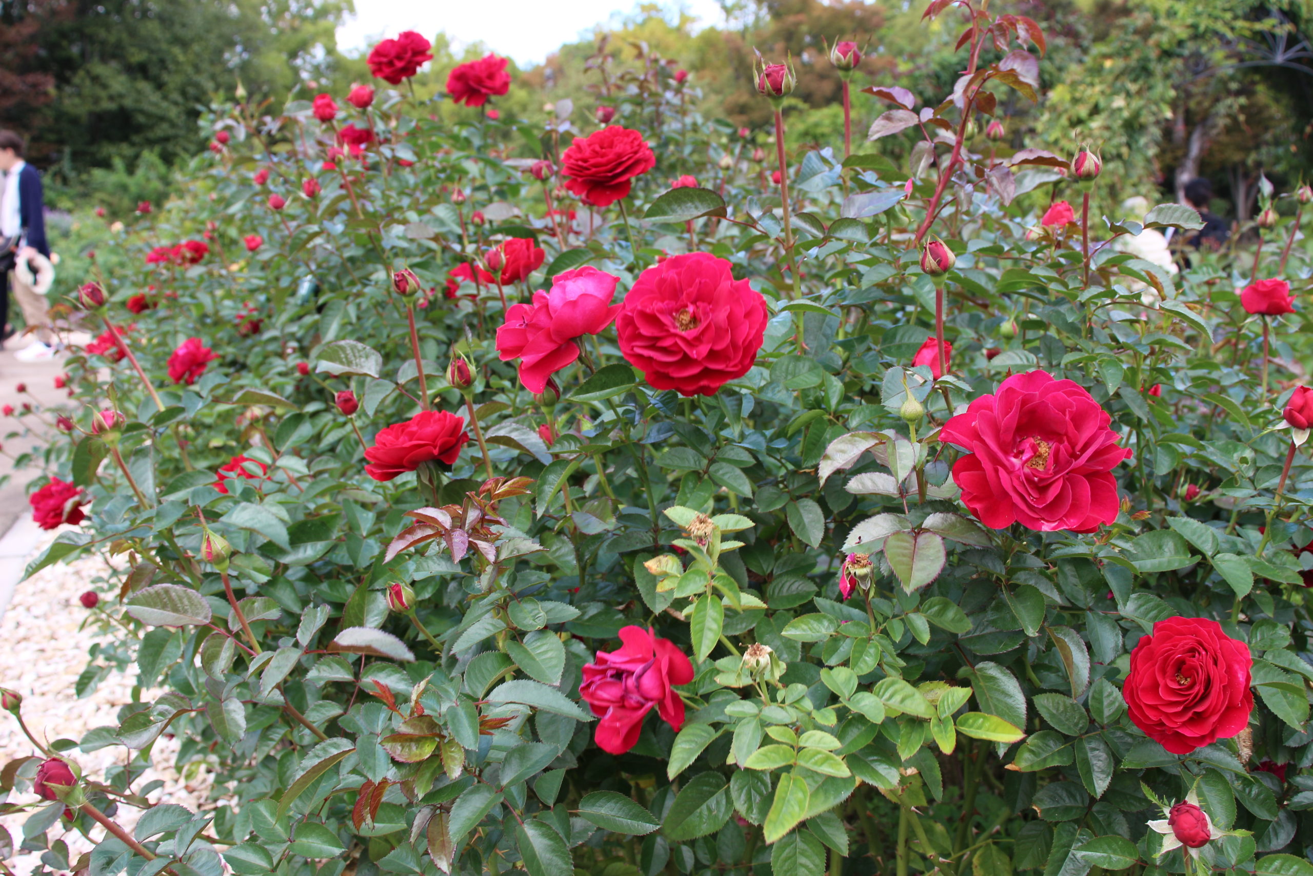 10月のバラ【ディープボルドー】＠万博記念公園平和のバラ園