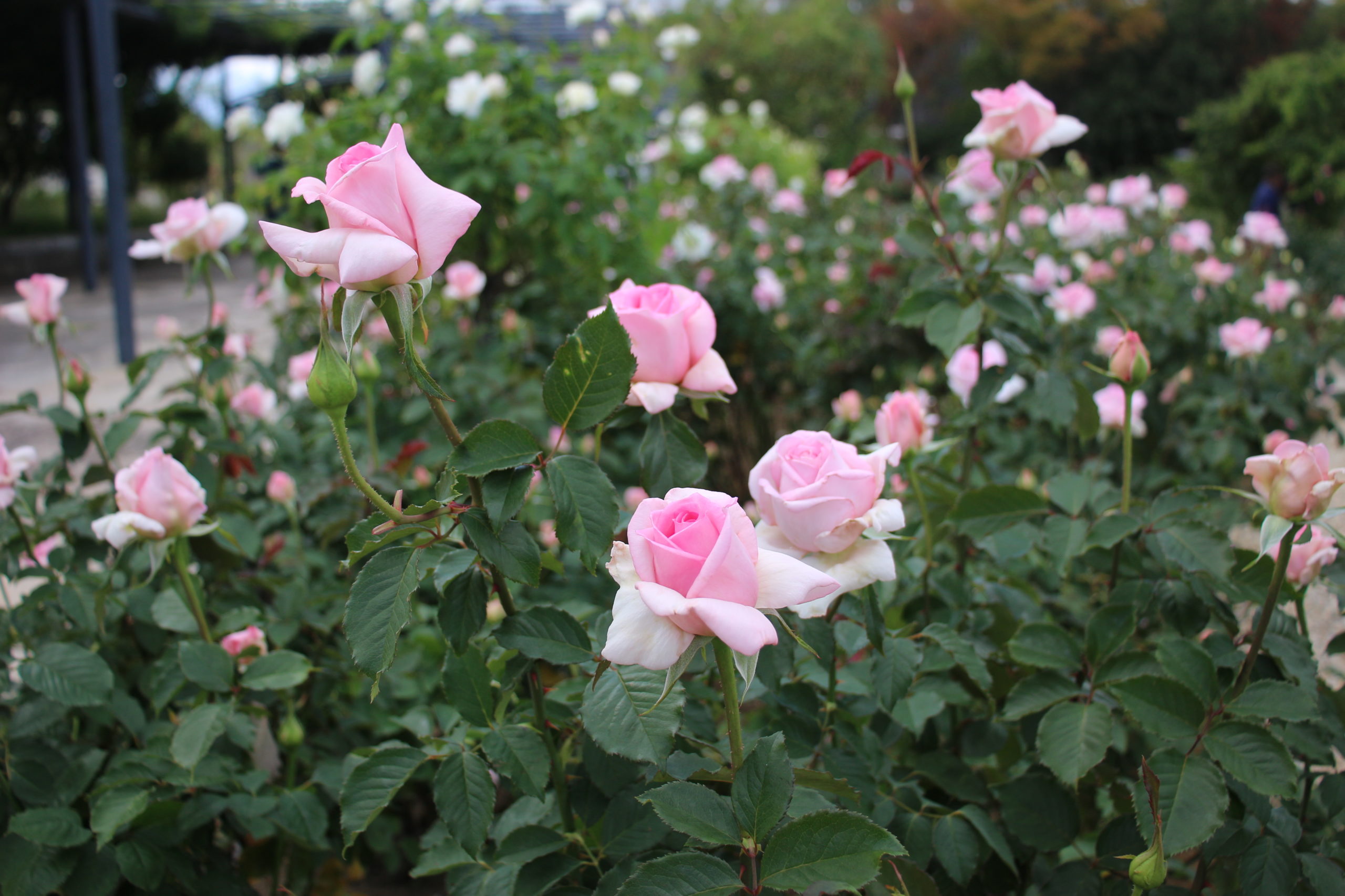  10月のバラ【フレグラントヒル】＠万博記念公園平和のバラ園