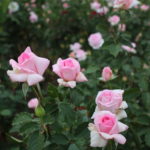 10月のバラ【フレグラントヒル】＠万博記念公園平和のバラ園