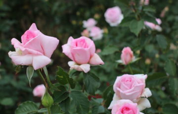 10月のバラ【フレグラントヒル】＠万博記念公園平和のバラ園