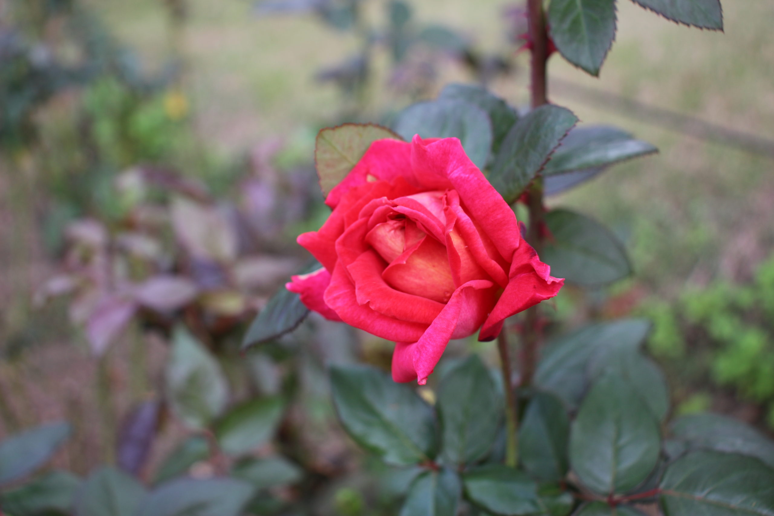 紅バラ【鞍馬】＠万博記念公園平和のバラ園