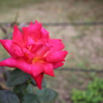 紅バラ【鞍馬】＠万博記念公園平和のバラ園
