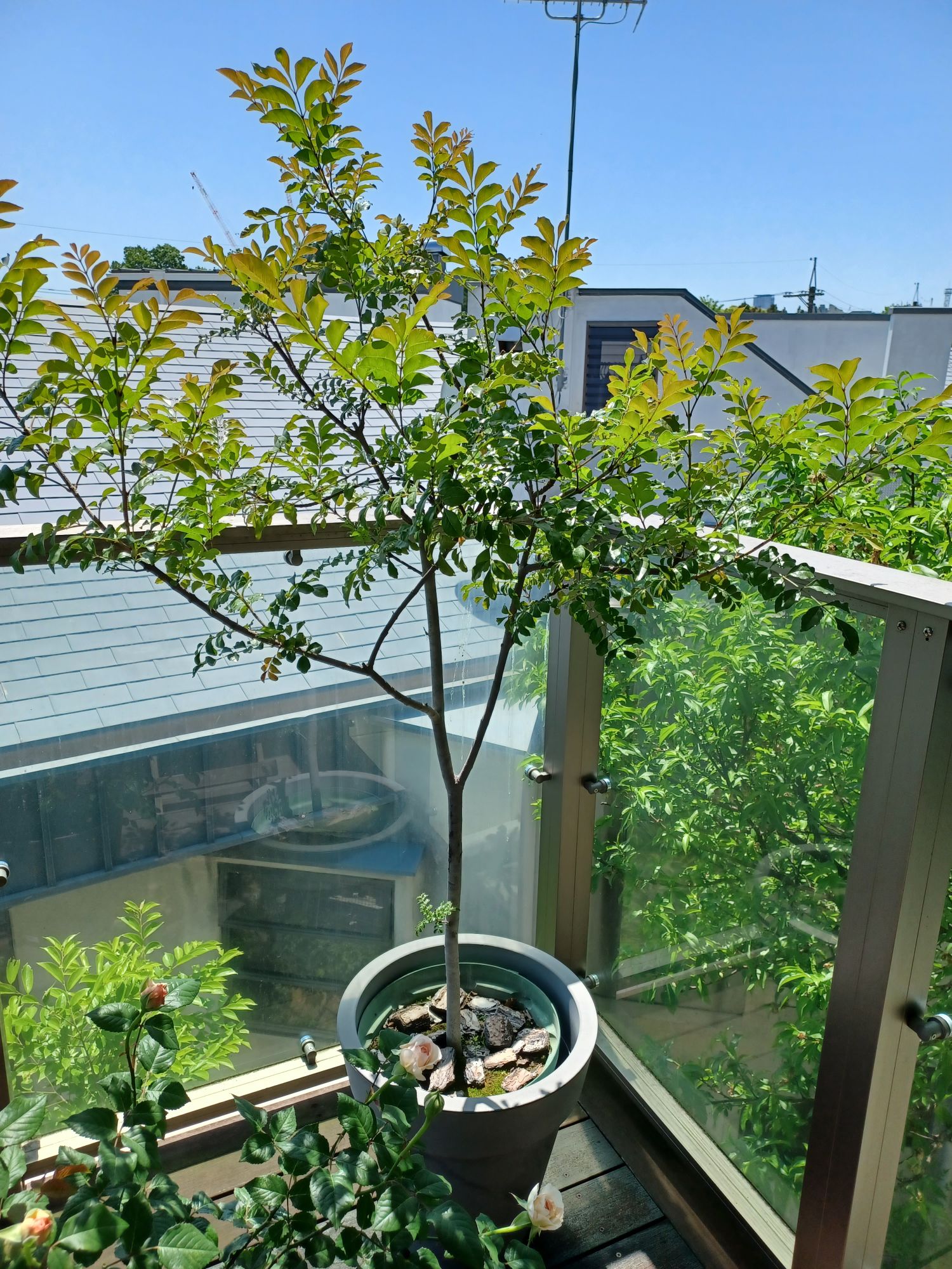 シマトネリコを鉢植えで制御しながら育てる