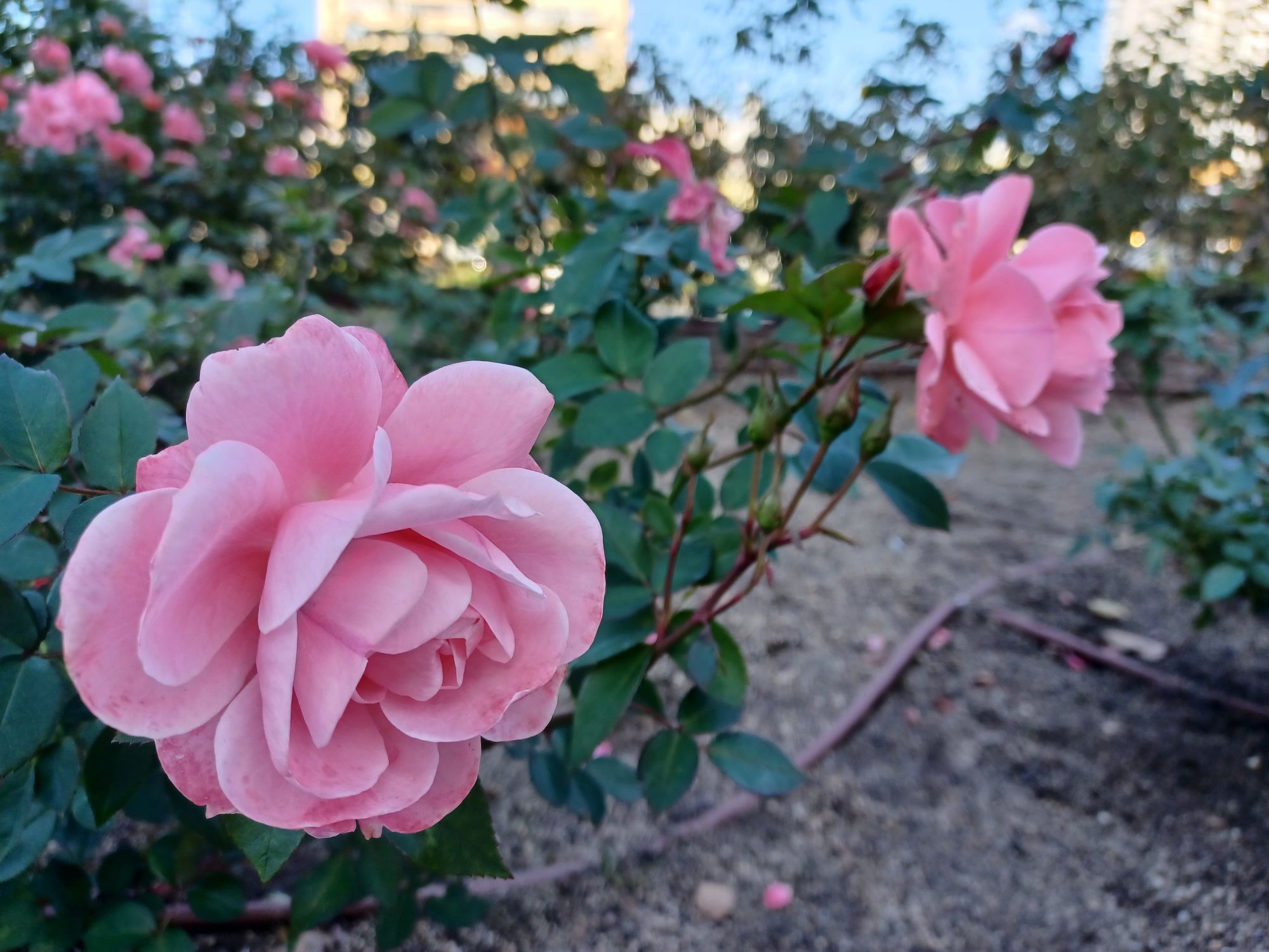 ベルギーの銘花【ファブリット】