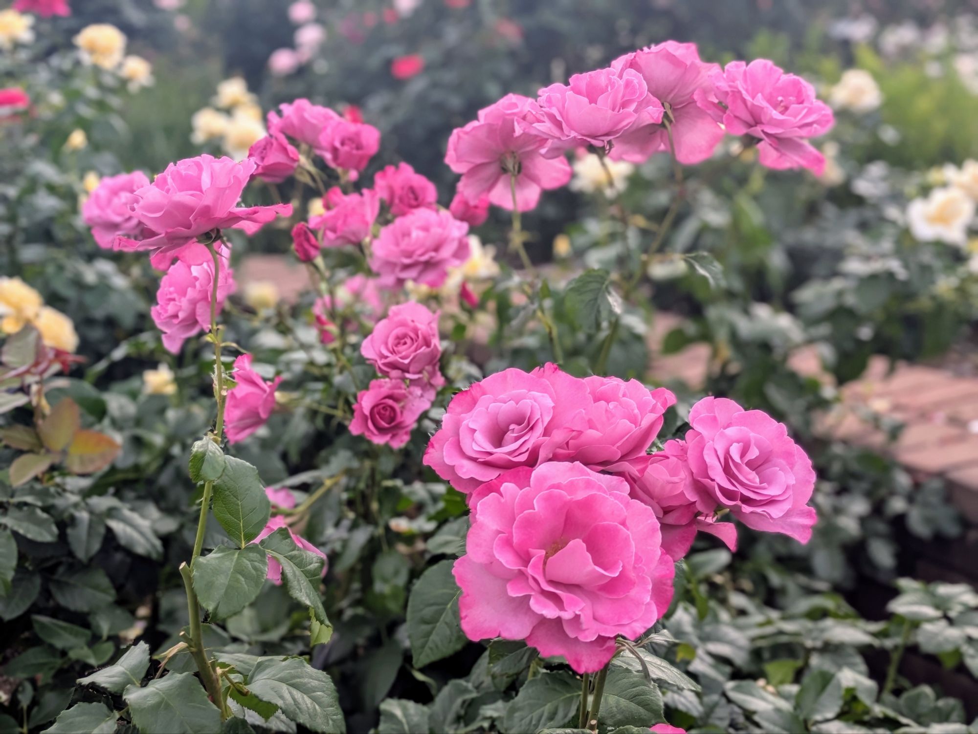 ベルばらのバラ【フェルゼン伯爵】