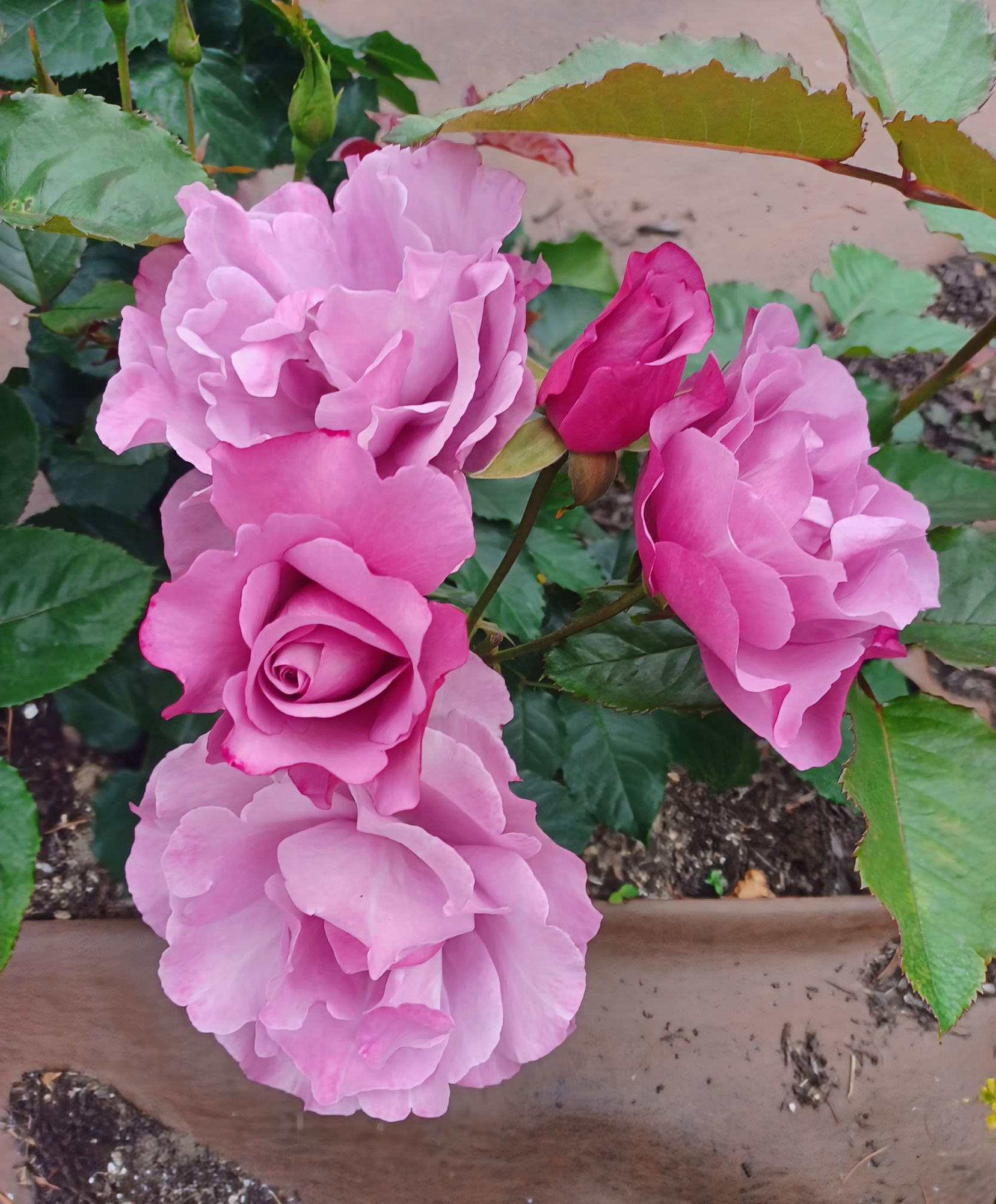 ベルばらのバラ【フェルゼン伯爵】