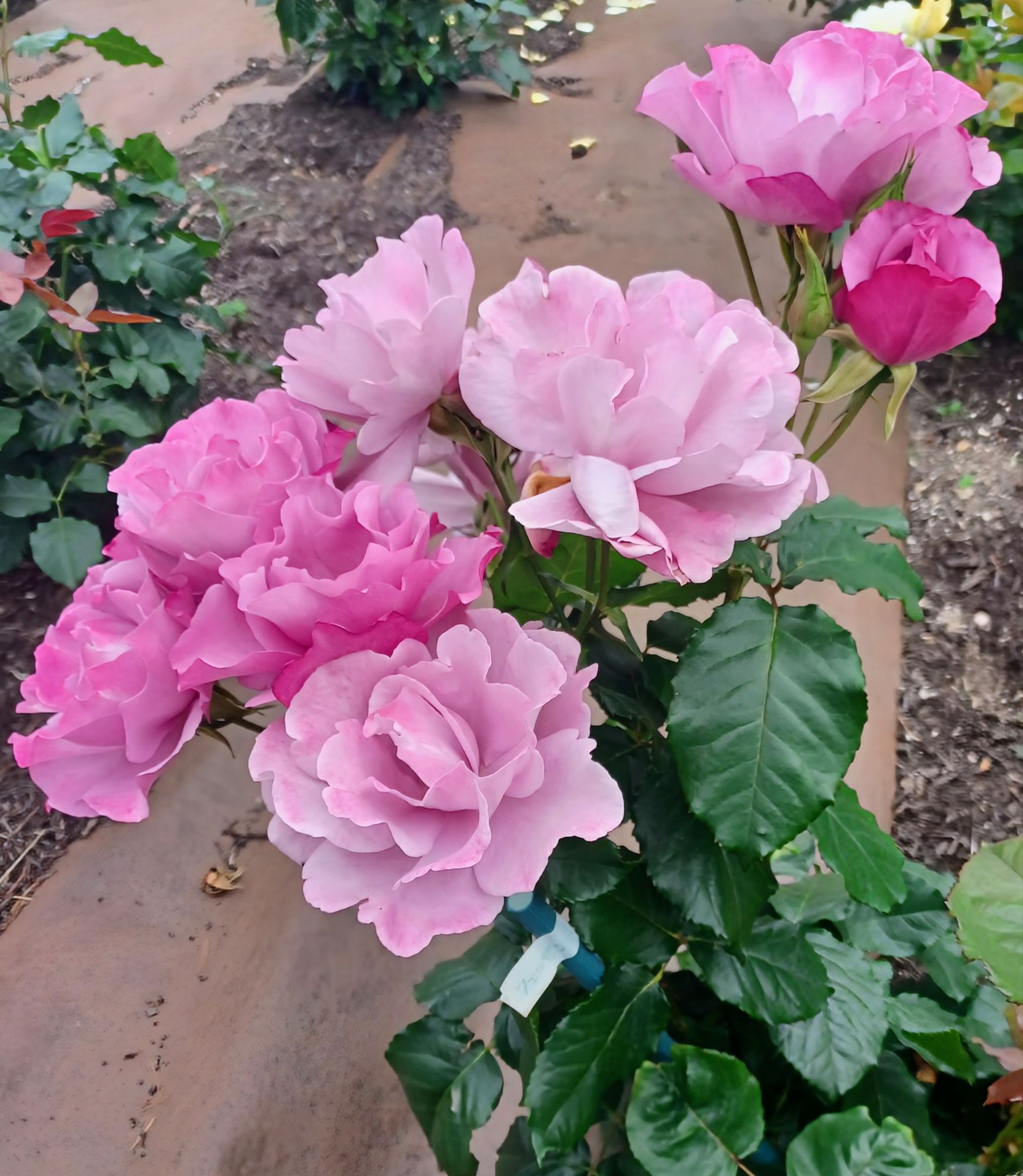 ベルばらのバラ【フェルゼン伯爵】