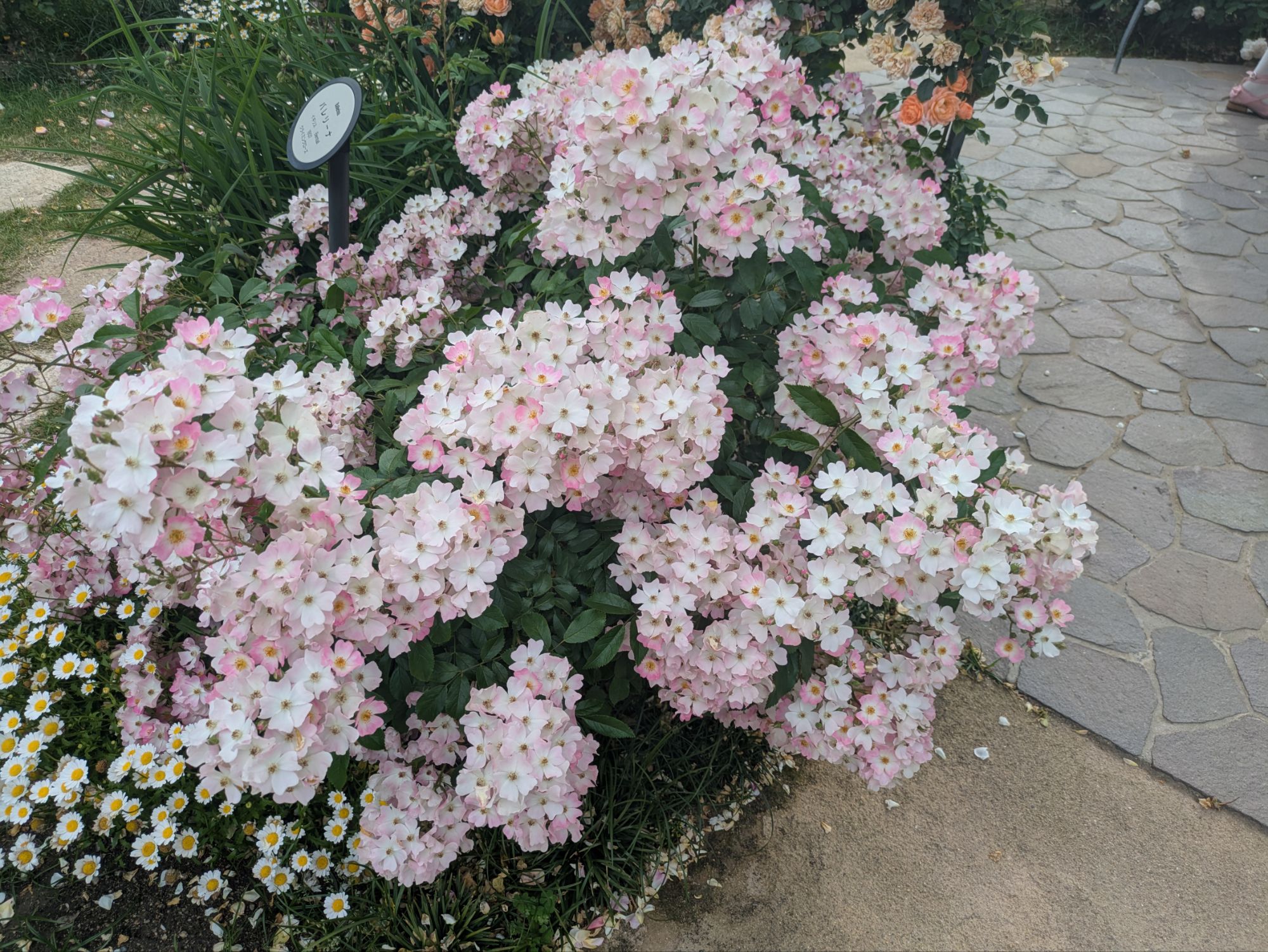 つるバラ【バレリーナ】