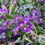 真夏にも咲く花【スカエボラ】