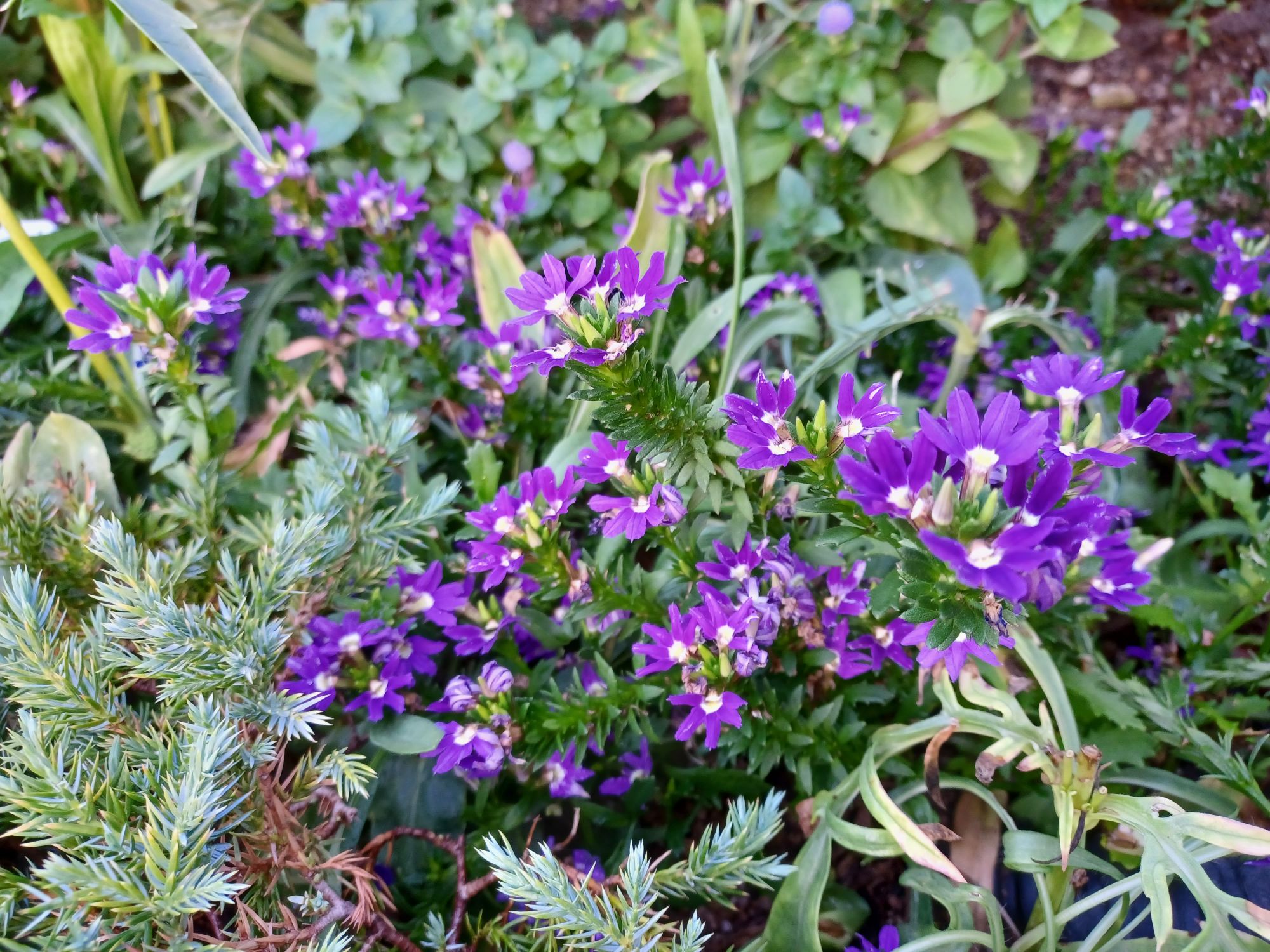 【スカエボラ】