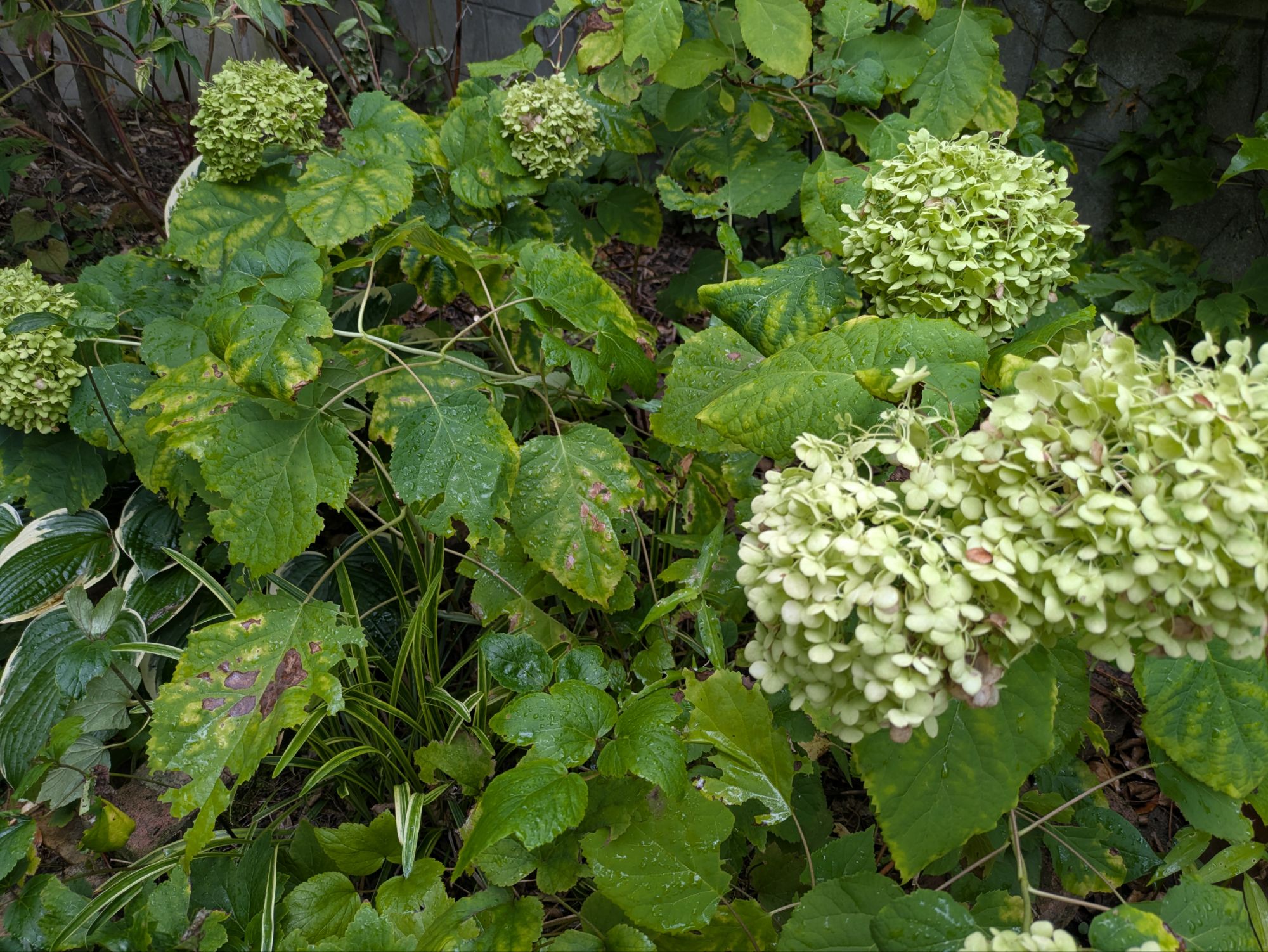所々、葉焼けしているアジサイ・アナベル