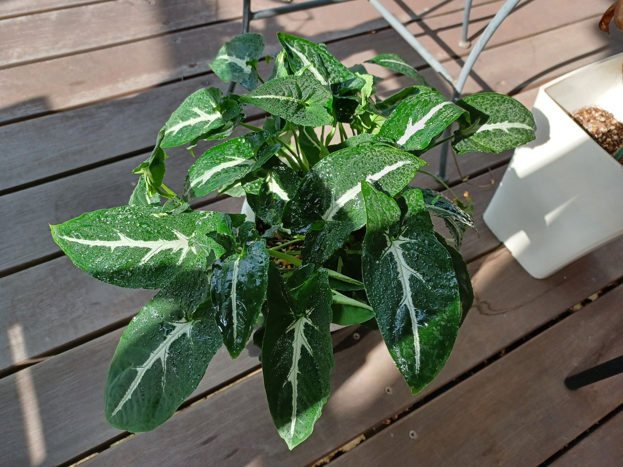 シンゴニウム・ブラックベルベット