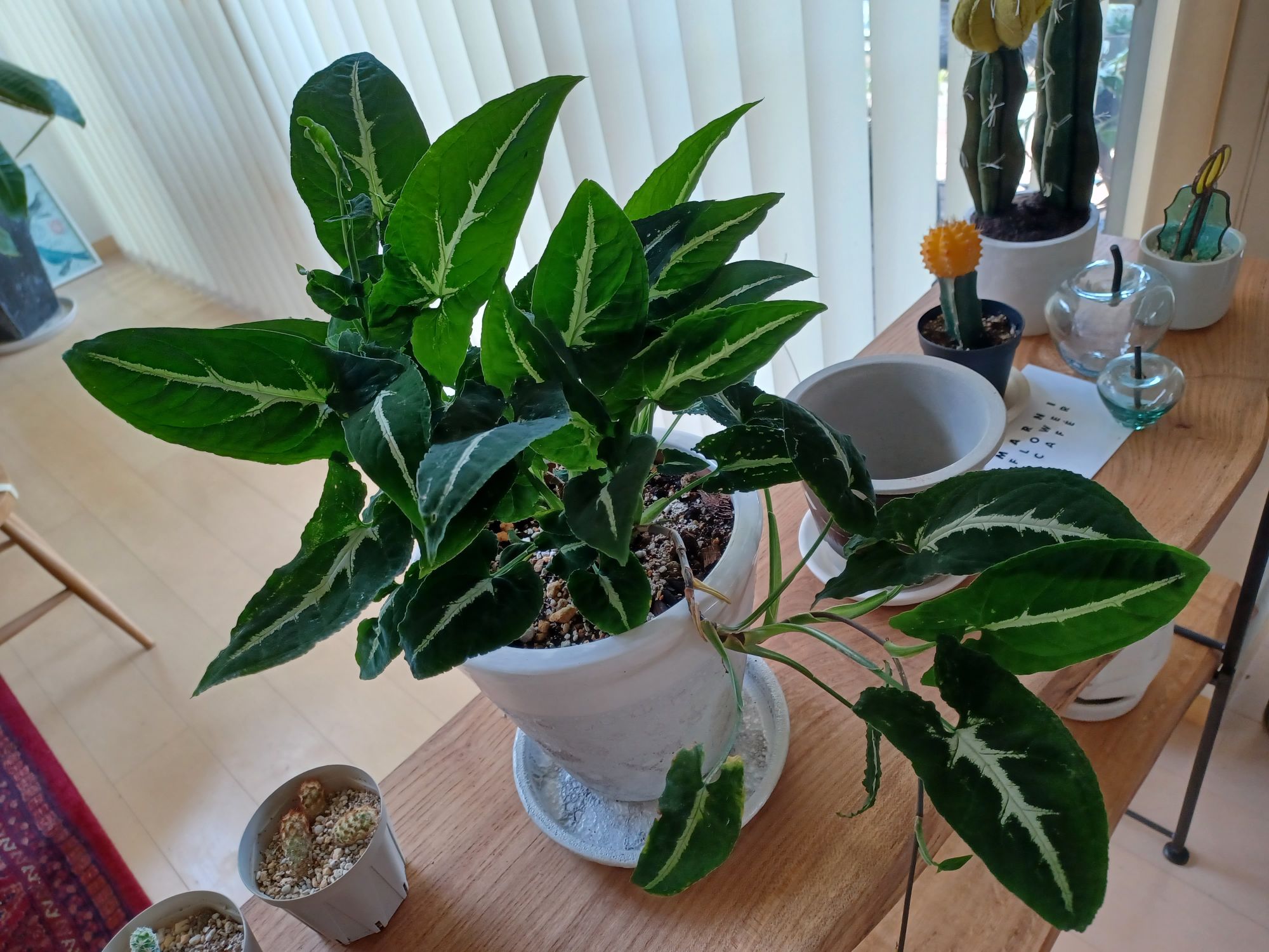 シンゴニウム・ブラックベルベット