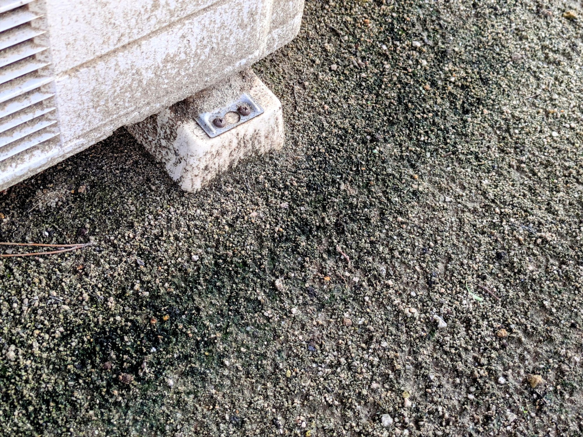 庭土に生える【藍藻（らんそう）】エアコン室外機前にも