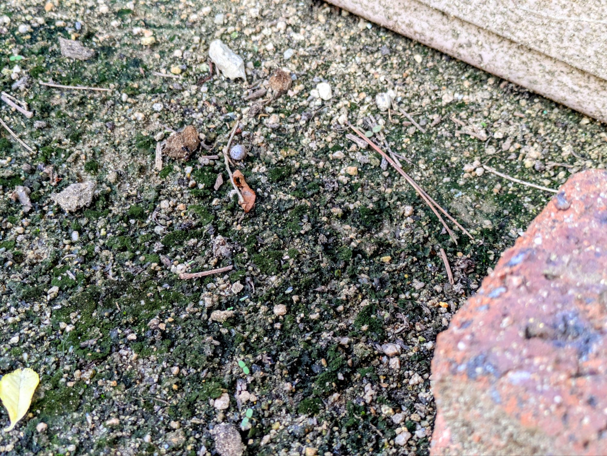 暑くなるほど広がっているように見える