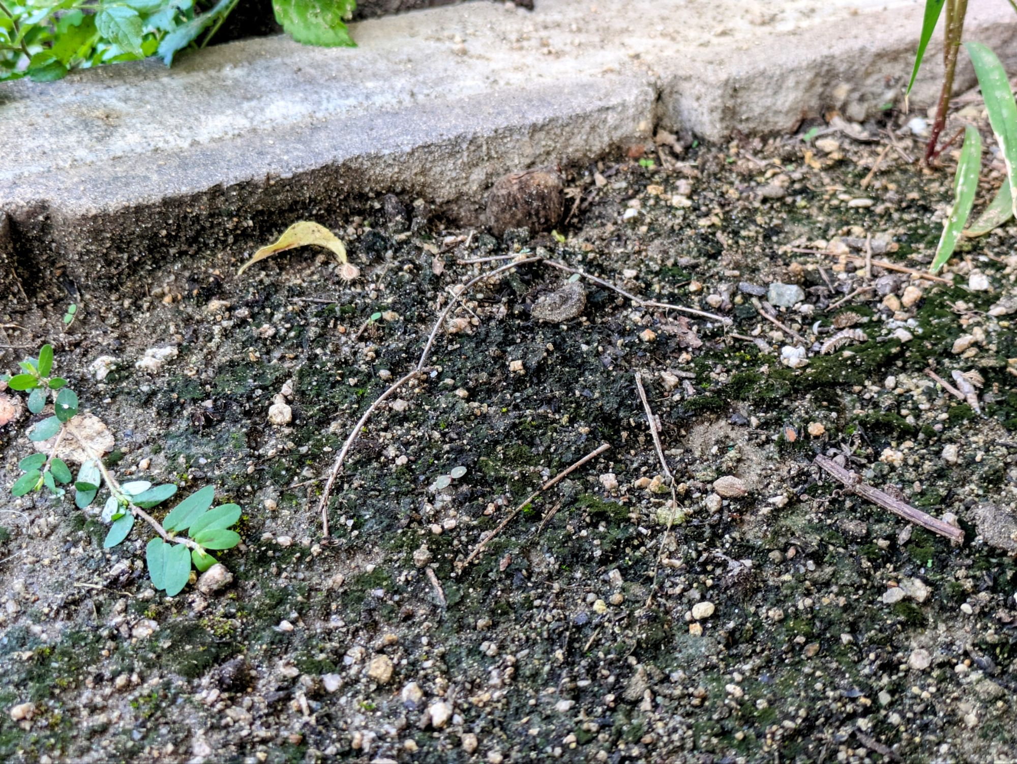 庭土に生える【藍藻（らんそう）】