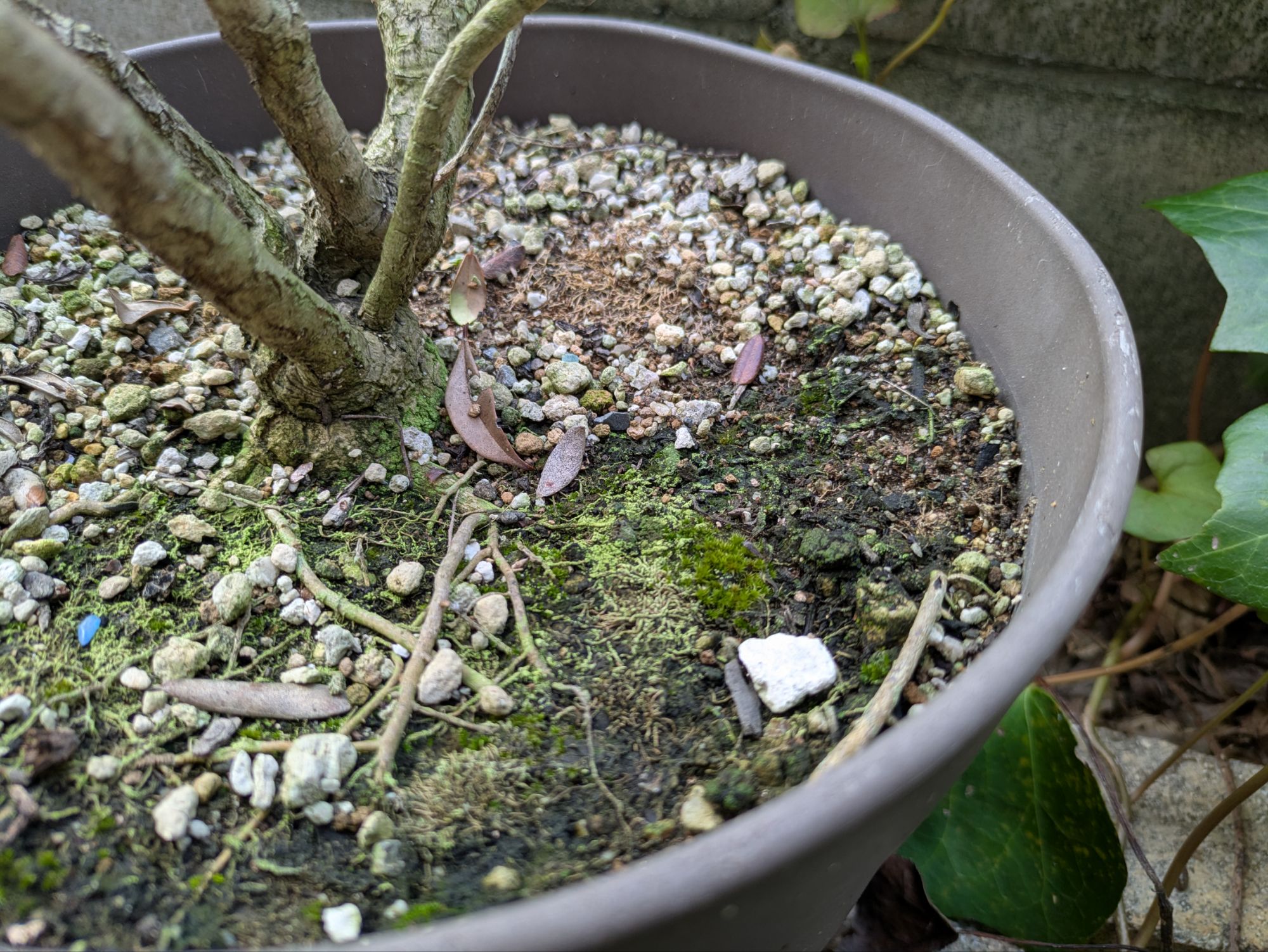 庭土に生える【藍藻（らんそう）】鉢土の表面にも