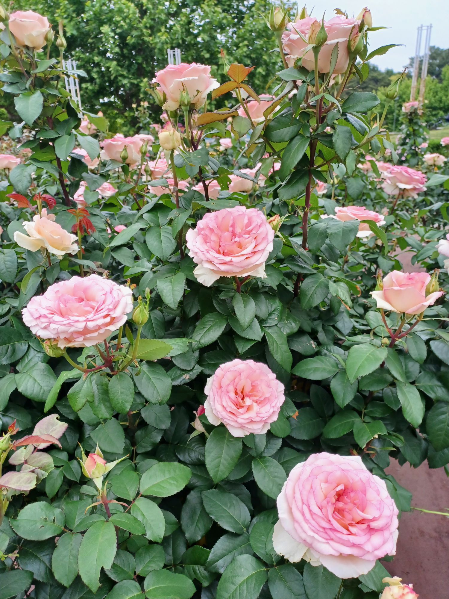 バラ【ルイの涙】