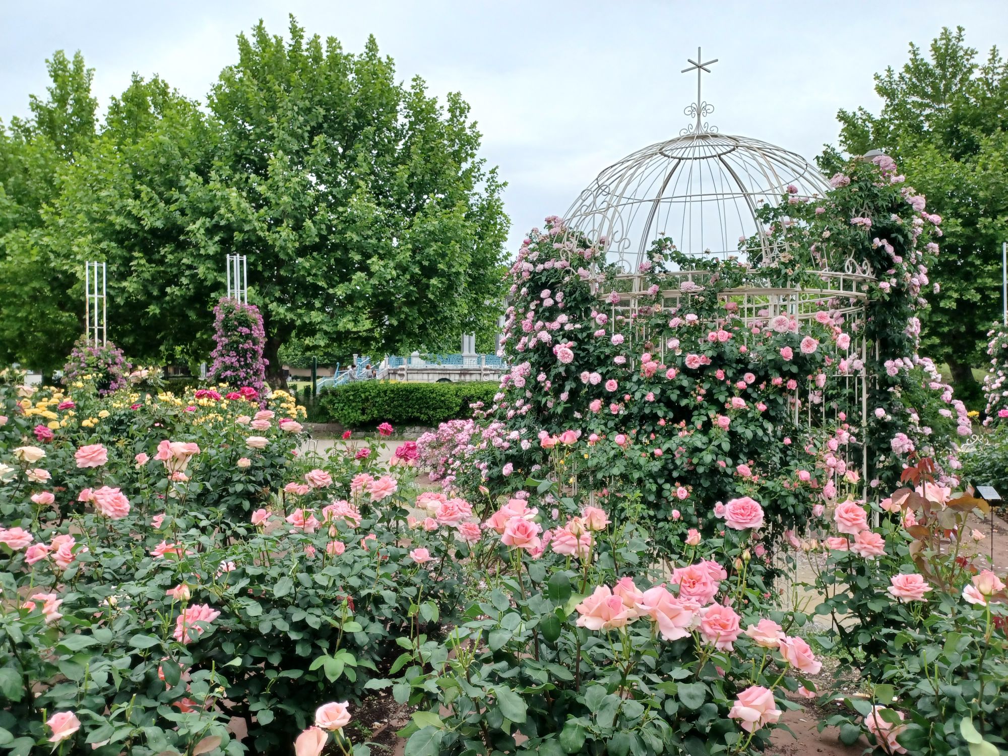 鶴舞公園のセンターで咲いていた【ルイの涙】