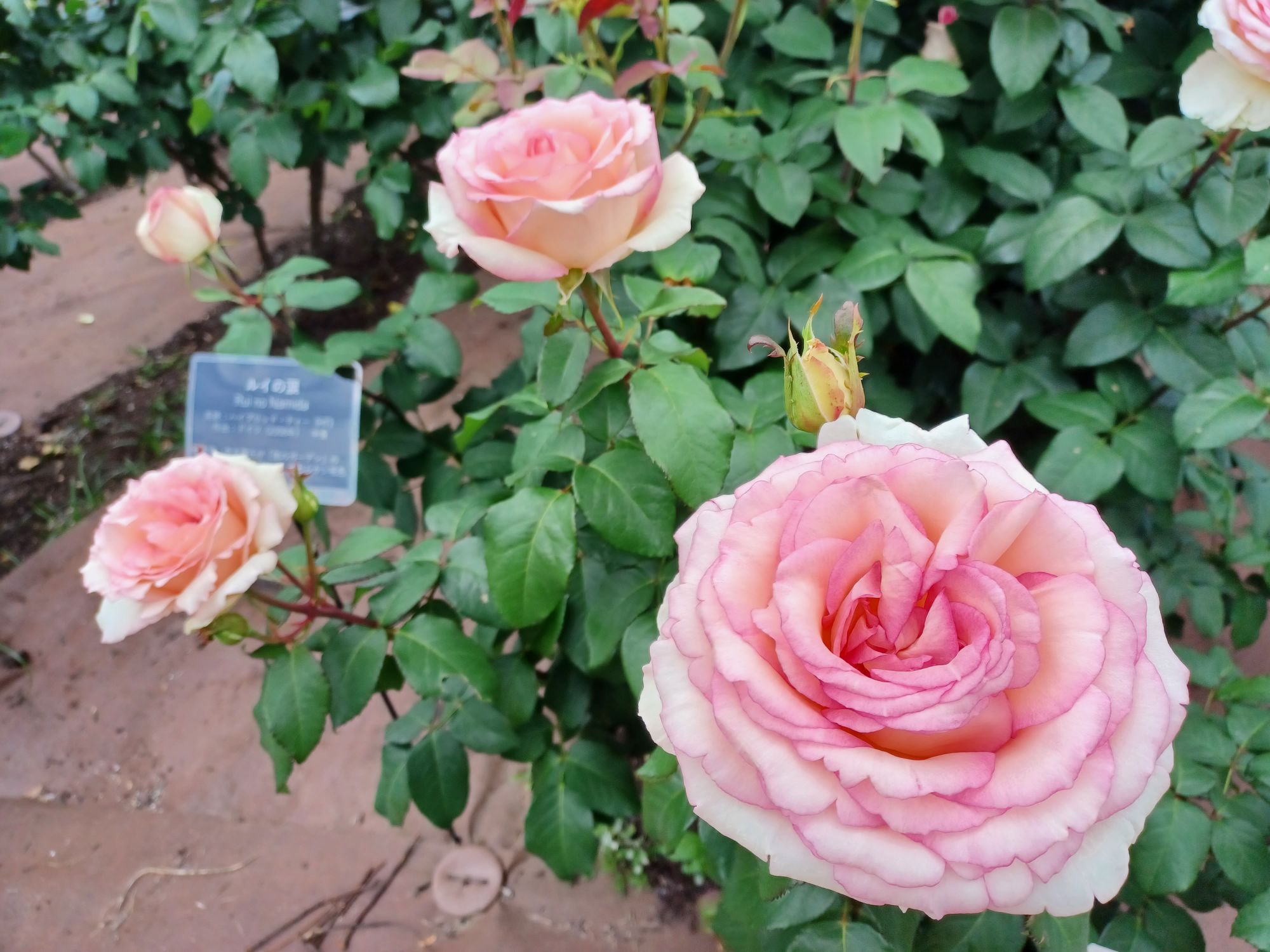 バラ【ルイの涙】