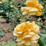 銅色のバラ【クッパーケニギン】