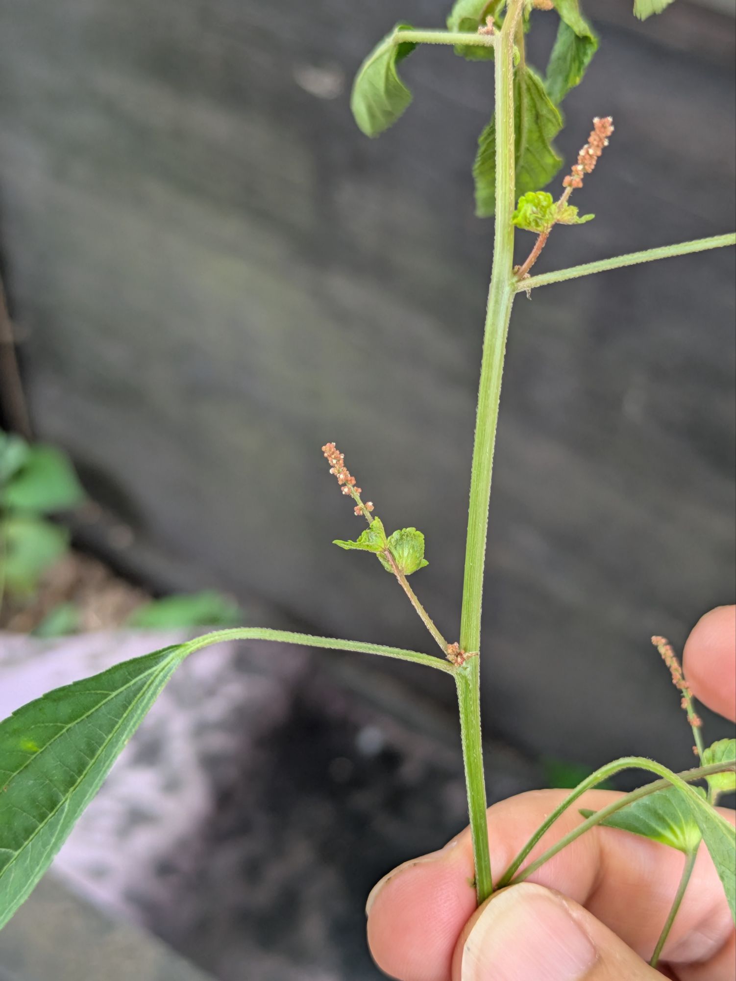 【エノキグサ】