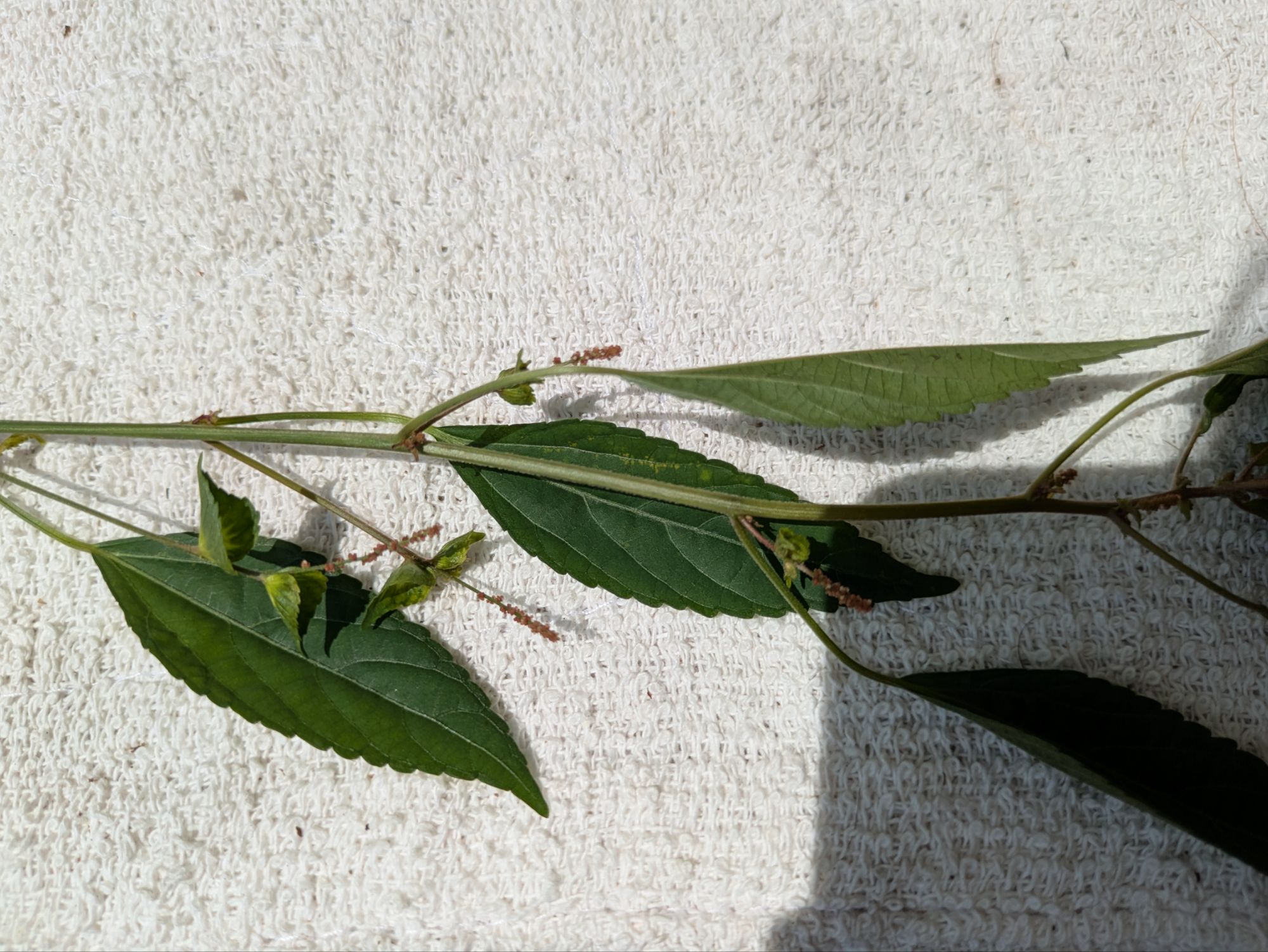 8月の【エノキグサ】