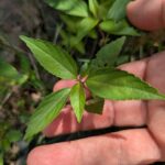 【エノキグサ】葉の形がエノキの葉に似ている