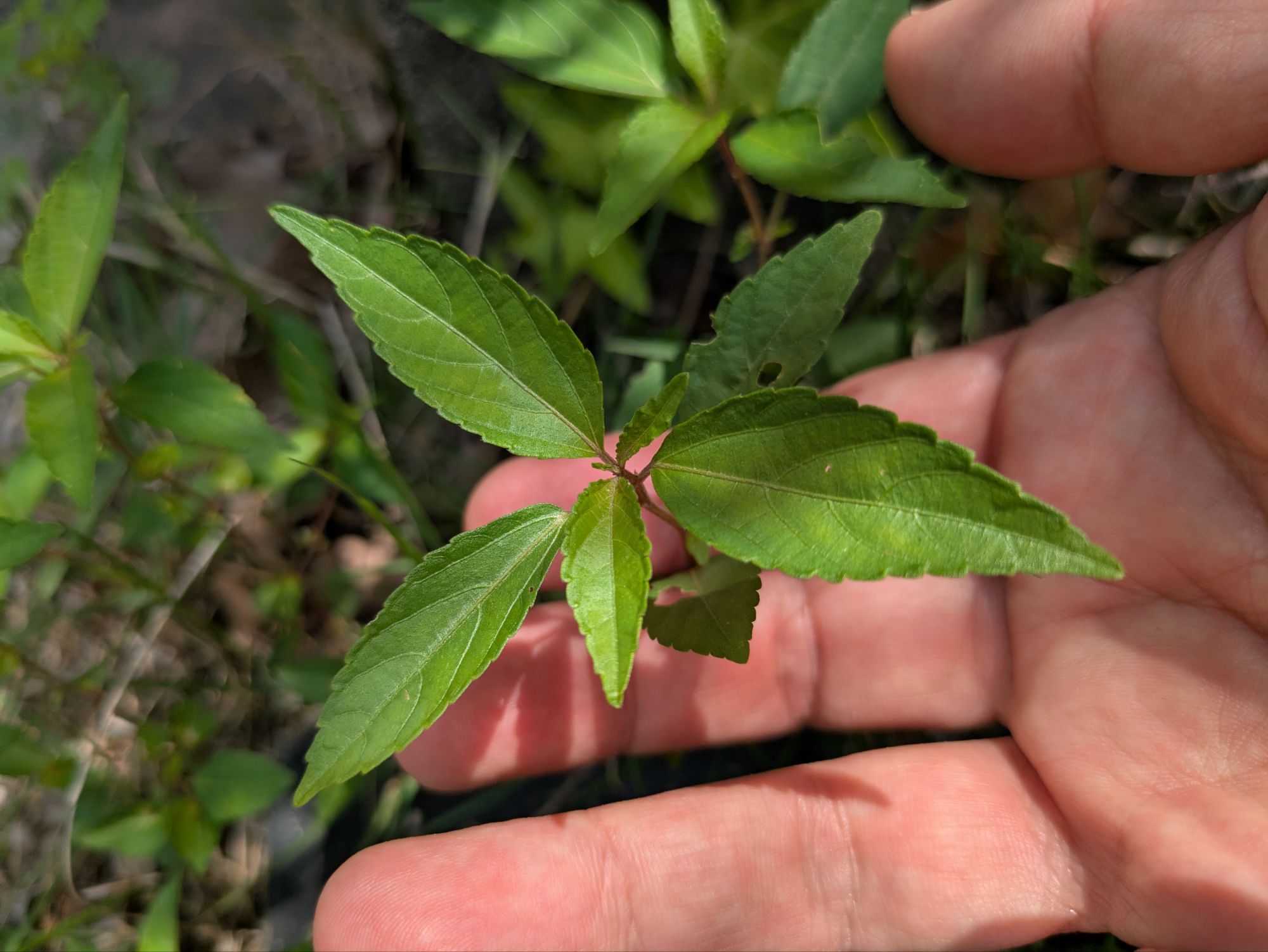 【エノキグサ】葉の形がエノキの葉に似ている